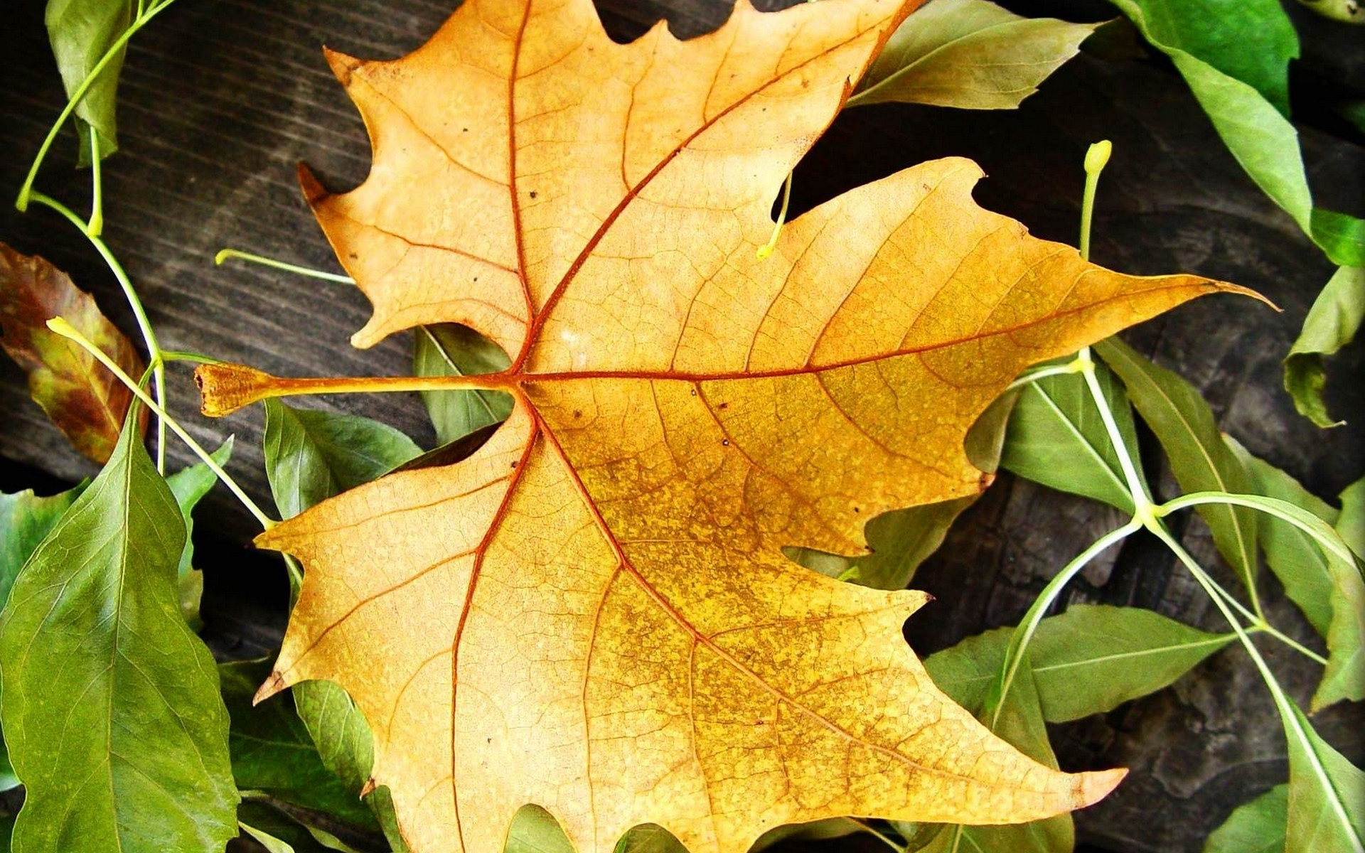 Handy-Wallpaper Pflanzen, Blätter, Hintergrund, Herbst kostenlos herunterladen.