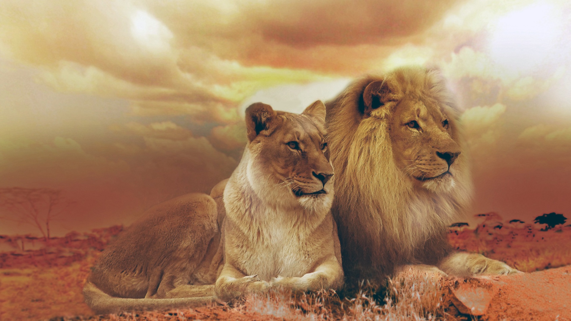 Download mobile wallpaper Cats, Sunset, Couple, Lion, Animal, Africa for free.