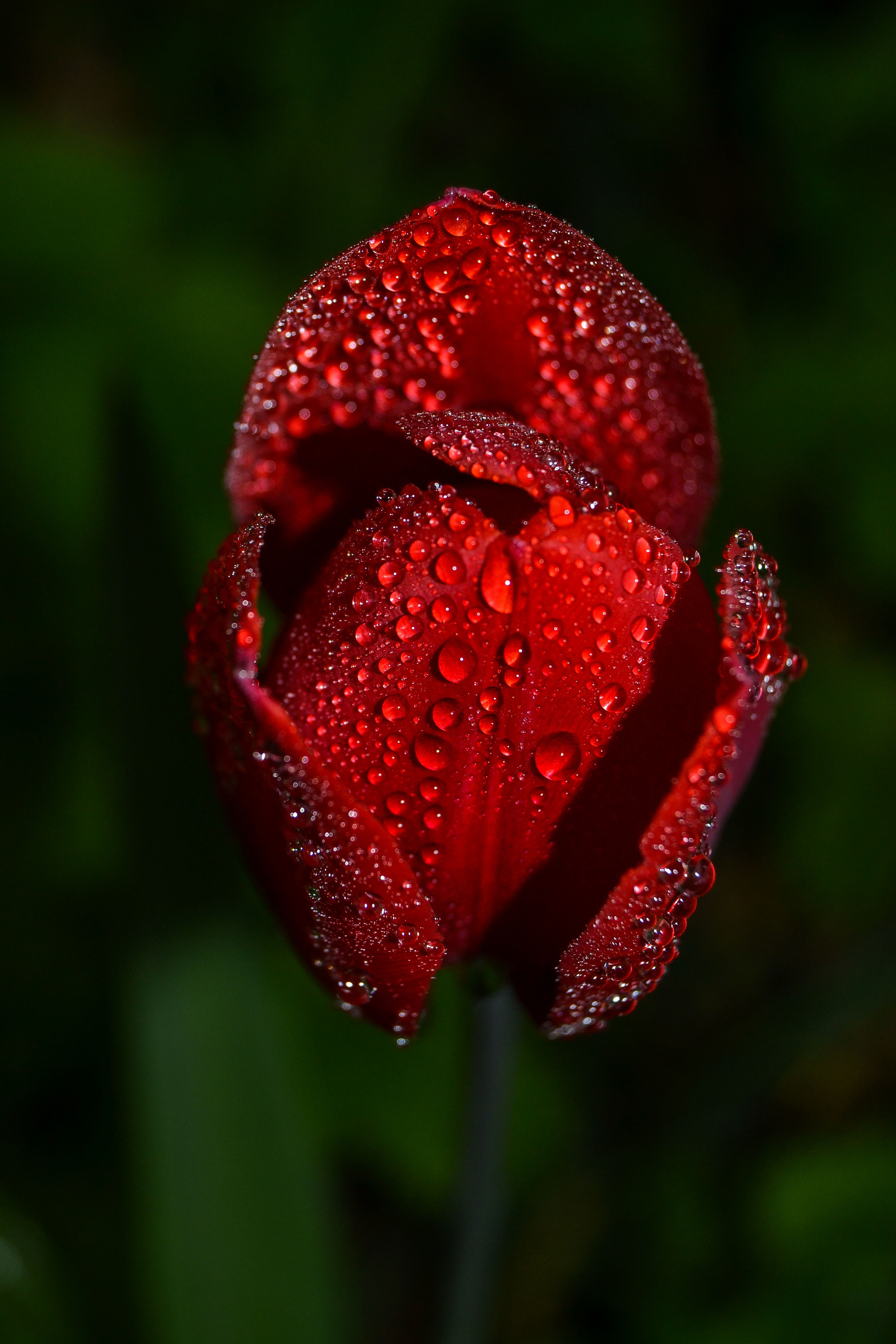drops, flower, macro, tulip HD wallpaper