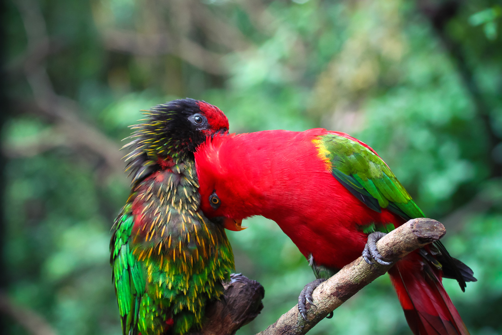 Download mobile wallpaper Birds, Bird, Couple, Colors, Animal, Bokeh, Parrot for free.