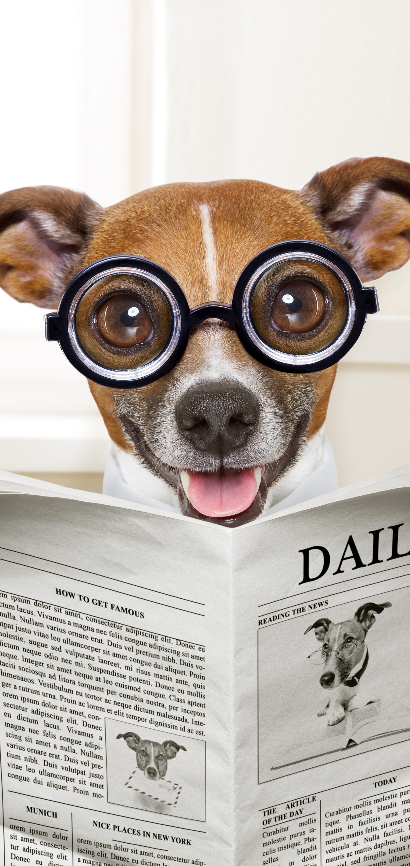 humor, dog, toilet, newspaper phone wallpaper