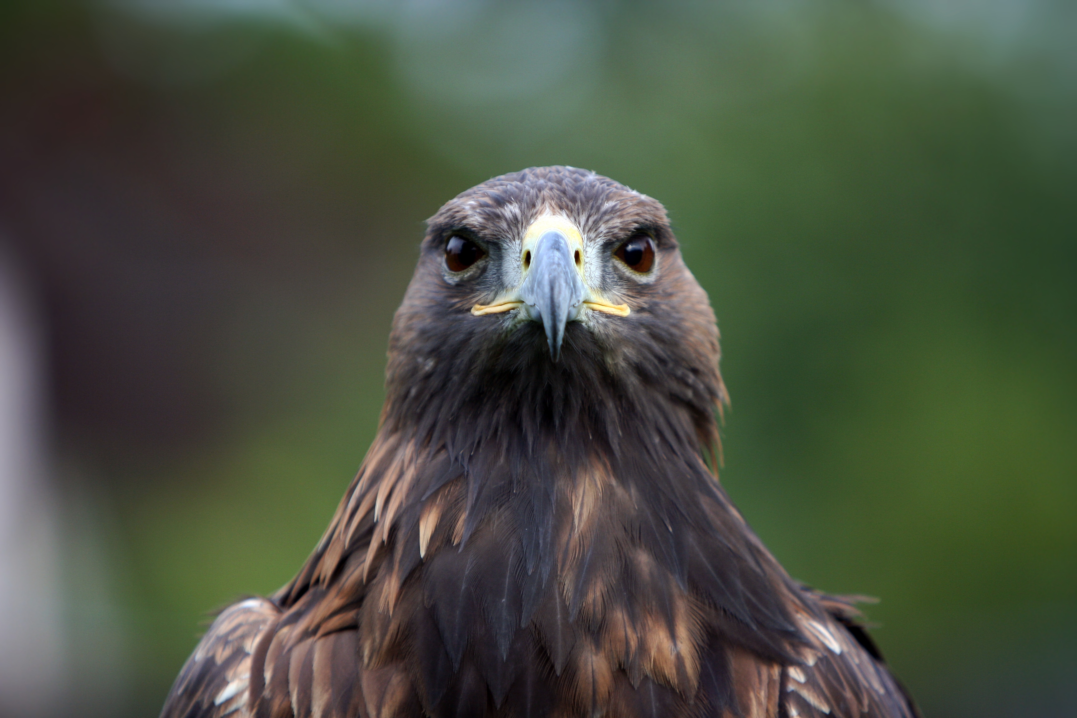 Download mobile wallpaper Animals, Beak, Feather, Eagle for free.
