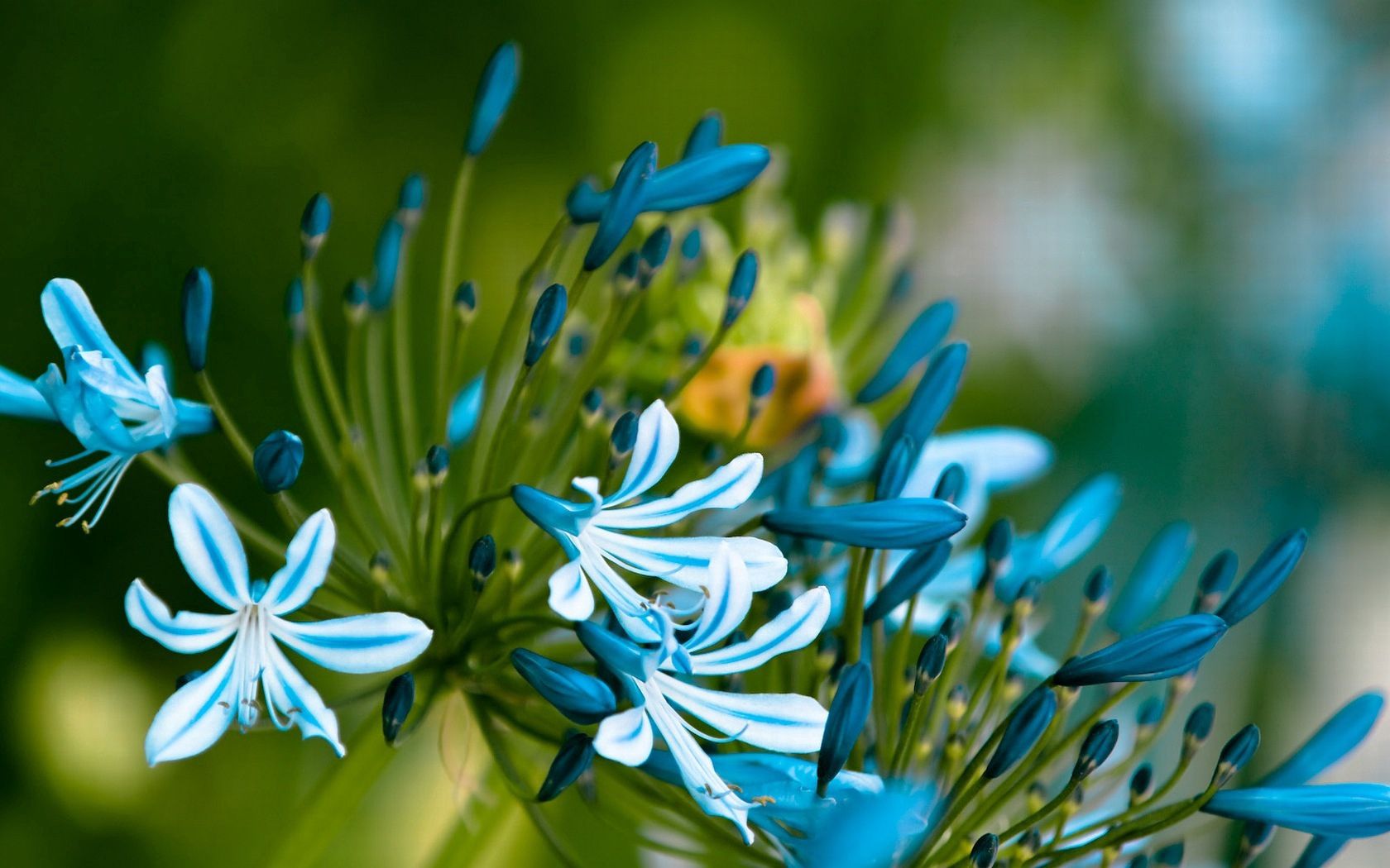white, petals, blue, flowers, leaves, buds HD wallpaper