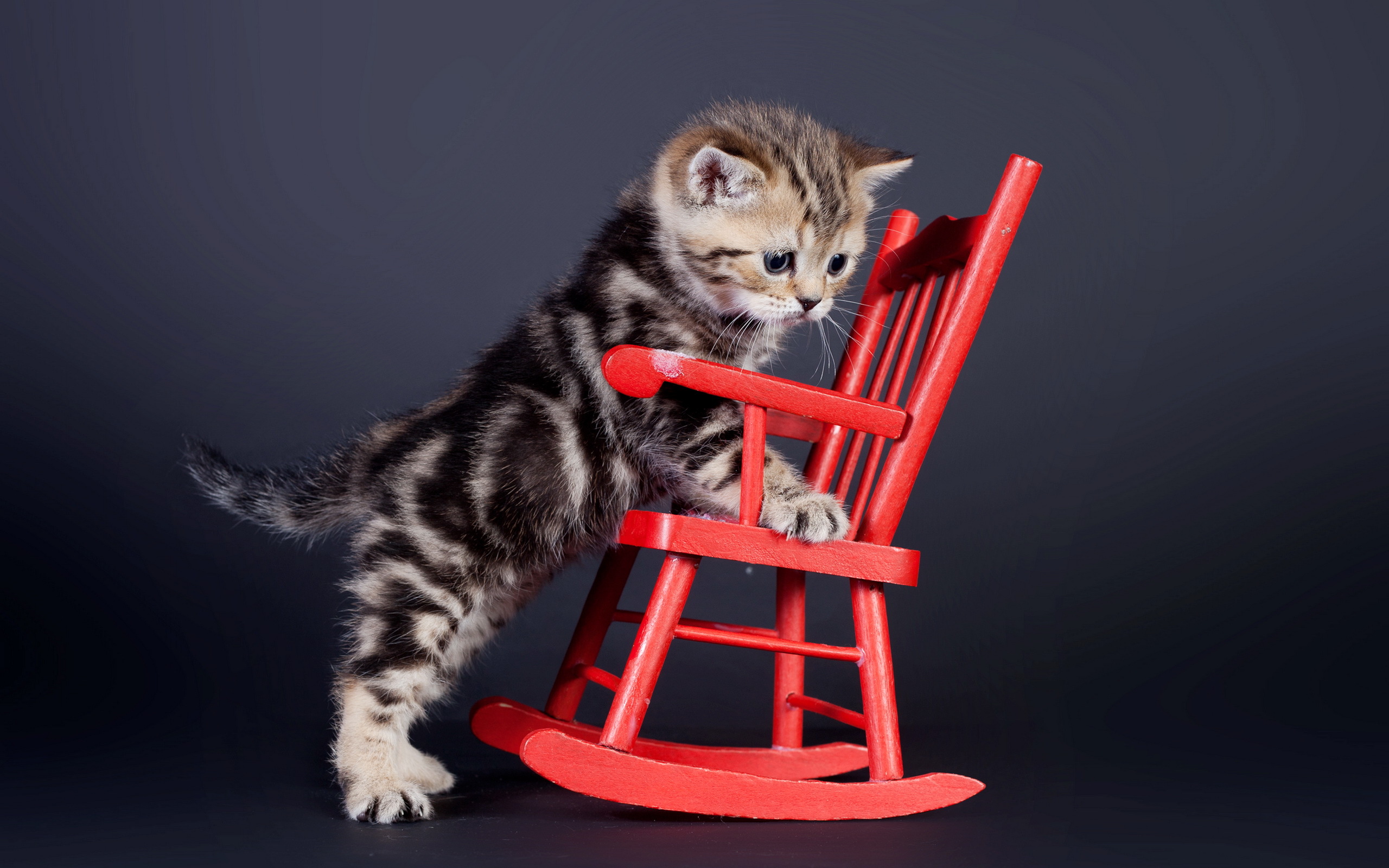 Котик на стуле