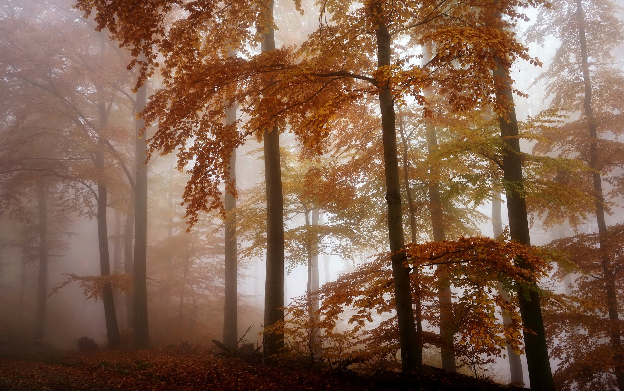 Туманный лес осень