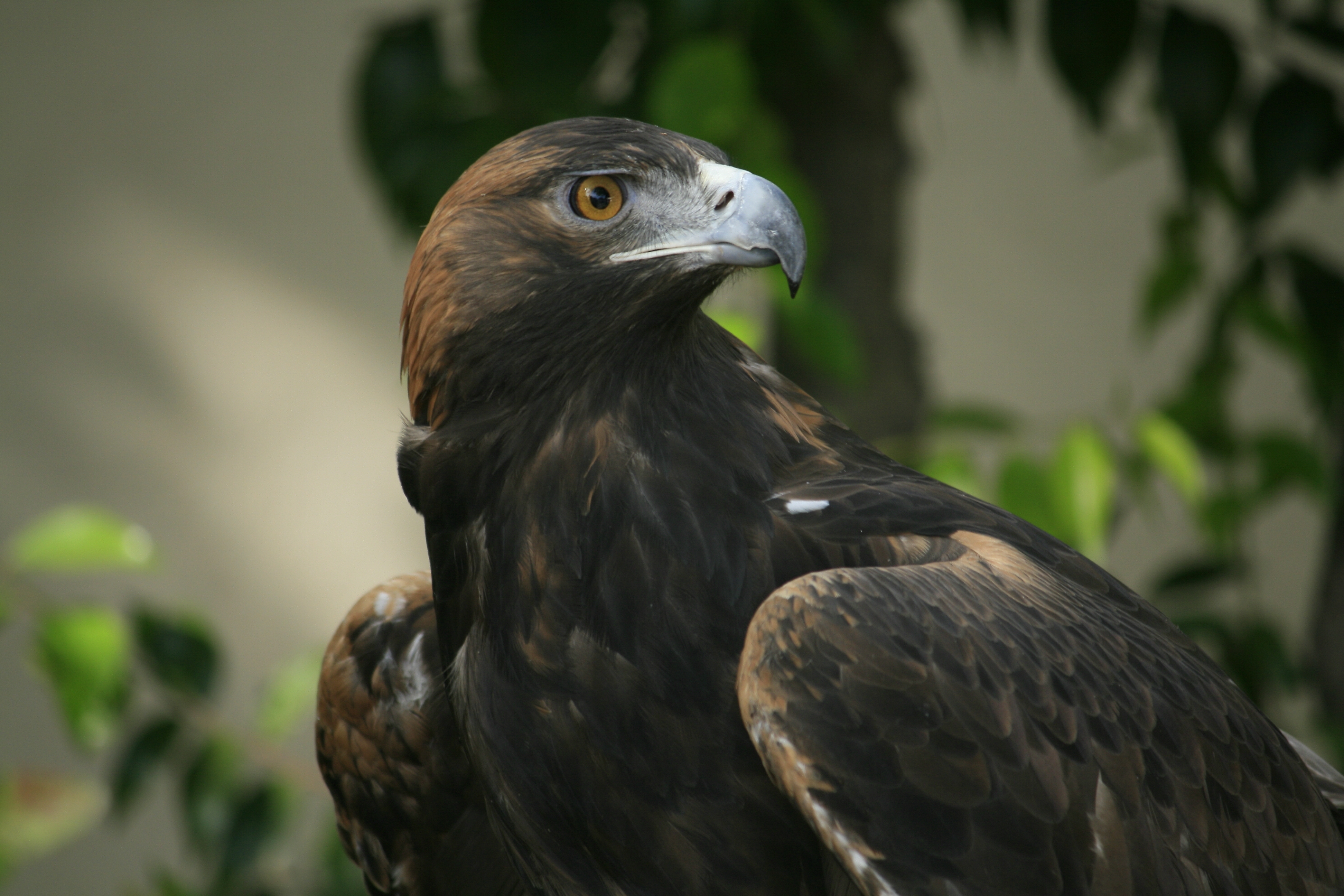 predator, eagle, animals, bird, beak, sight, opinion 4K Ultra