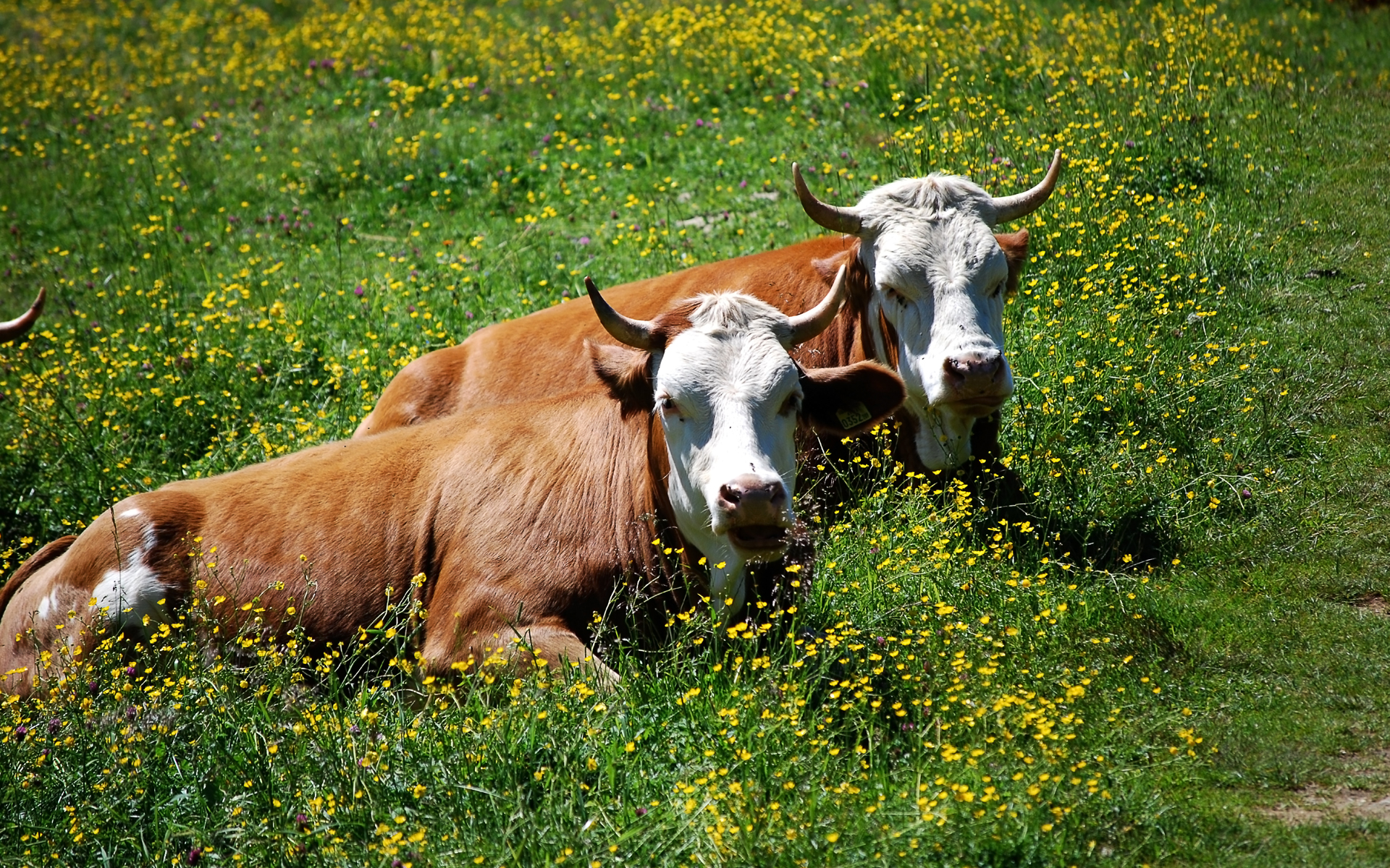 animal, cow download HD wallpaper