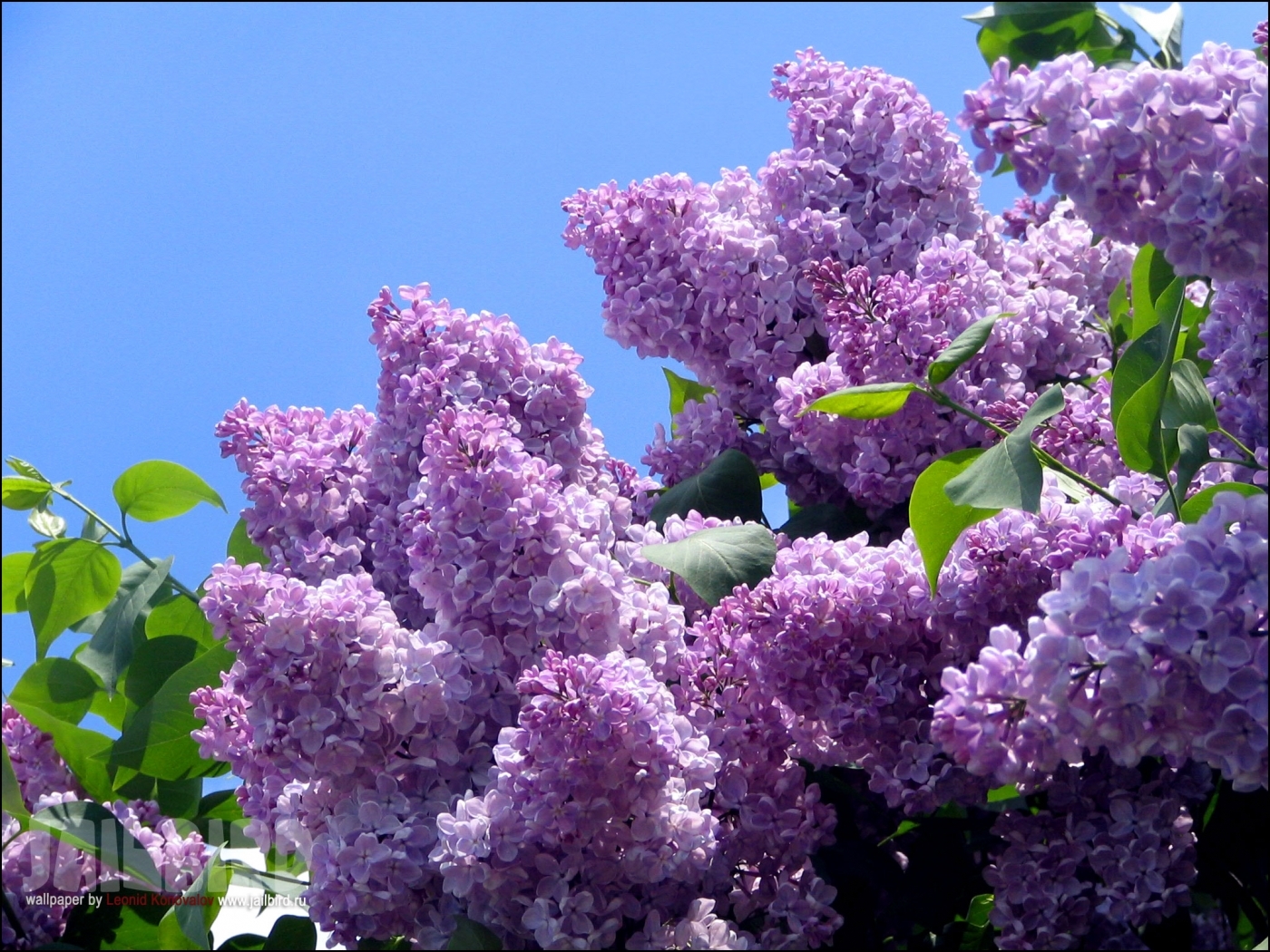 25666 Hintergrundbild herunterladen blumen, pflanzen, bäume, lilac, violett - Bildschirmschoner und Bilder kostenlos