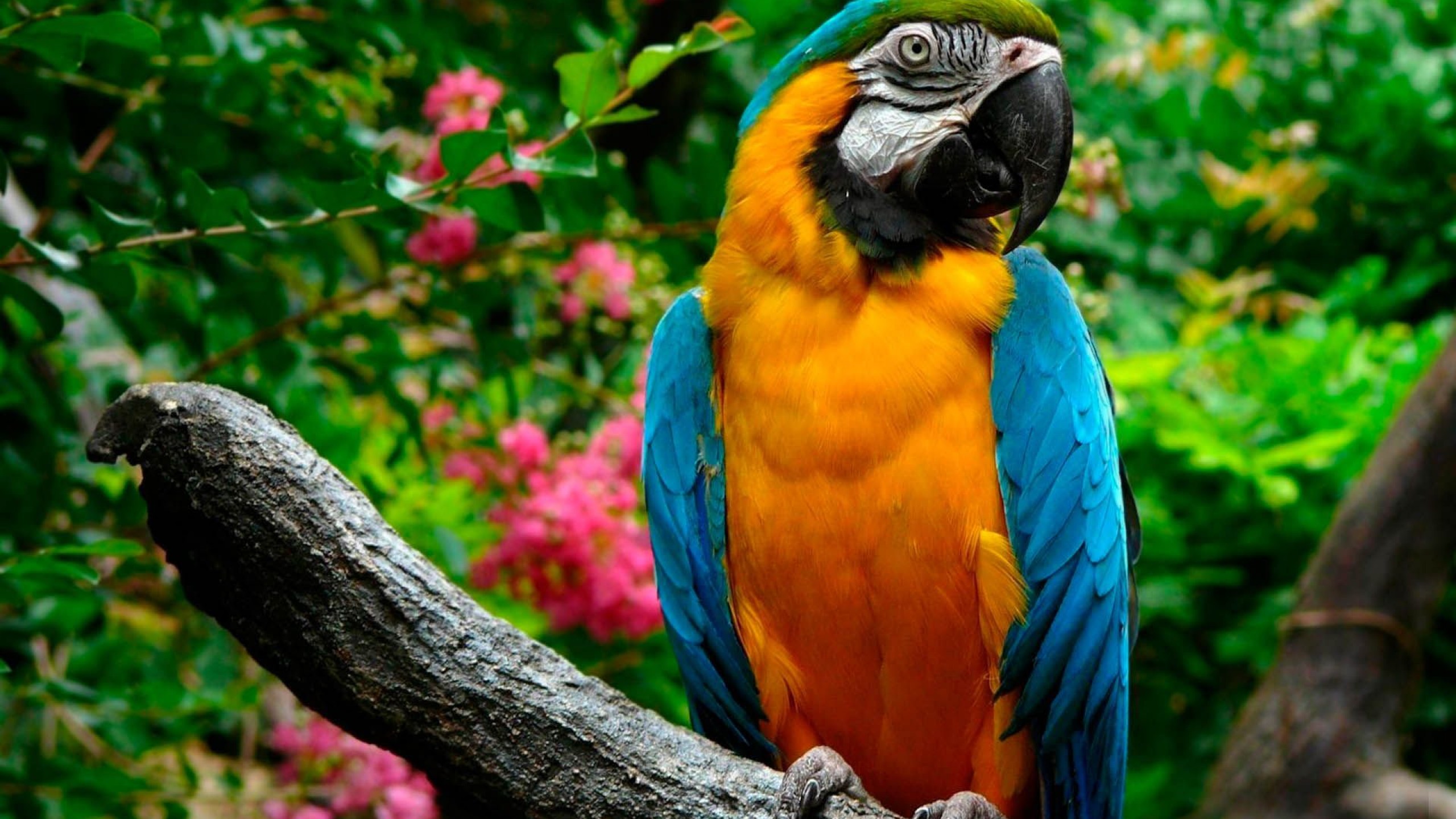 animal, blue and yellow macaw 4K