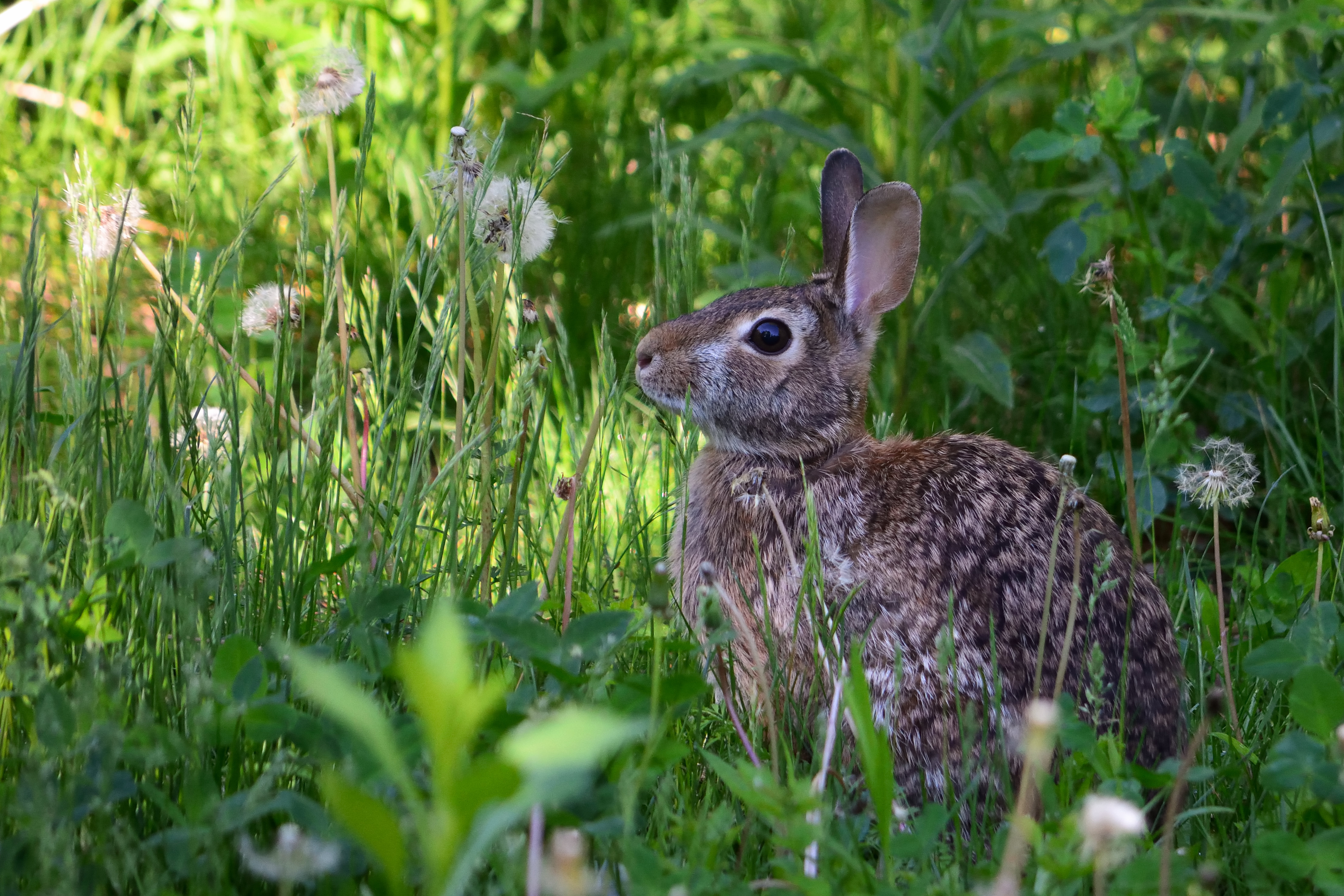 156872 下載圖片 动物, 草, 蓬松的, 蓬松, 兔子 - 免費壁紙和屏保