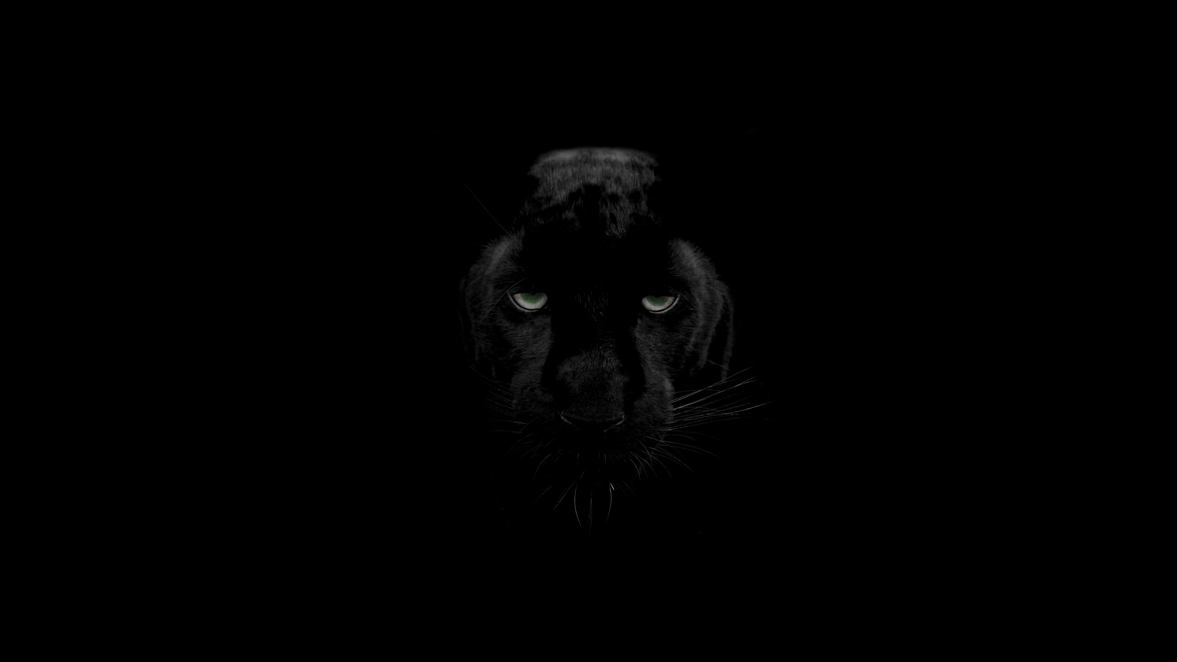 83811 Hintergrundbild herunterladen predator, meinung, wildlife, schwarz, big cat, große katze, raubtier, sicht, wilde natur, panther - Bildschirmschoner und Bilder kostenlos