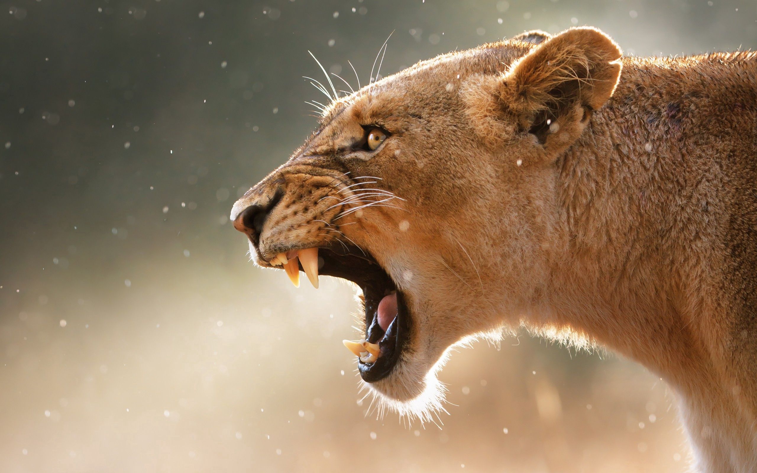 108131 descargar imagen leona, animales, agresión, sonrisa, bozal: fondos de pantalla y protectores de pantalla gratis