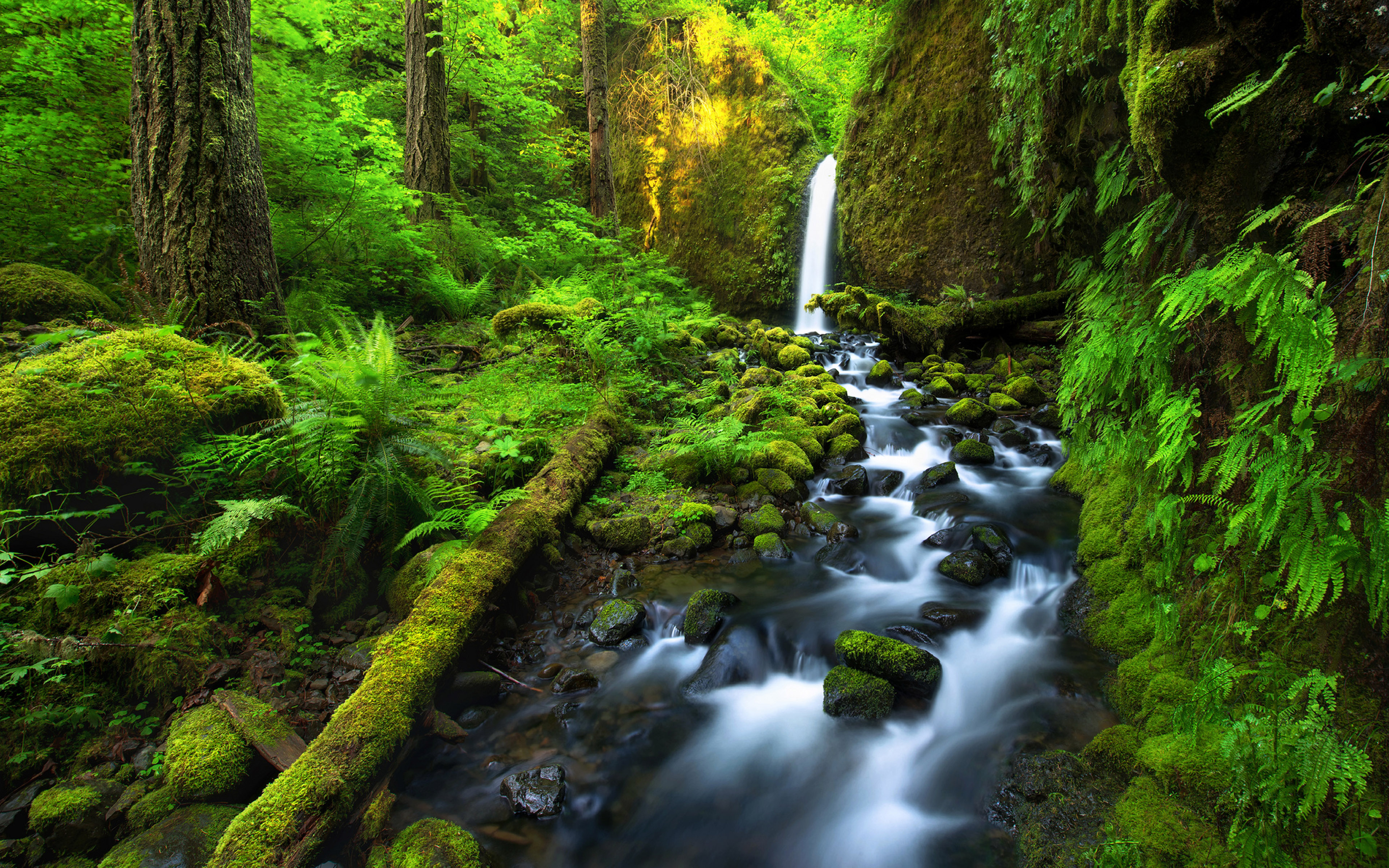 Download mobile wallpaper Waterfalls, Waterfall, Forest, Tree, Earth, Moss, Greenery for free.