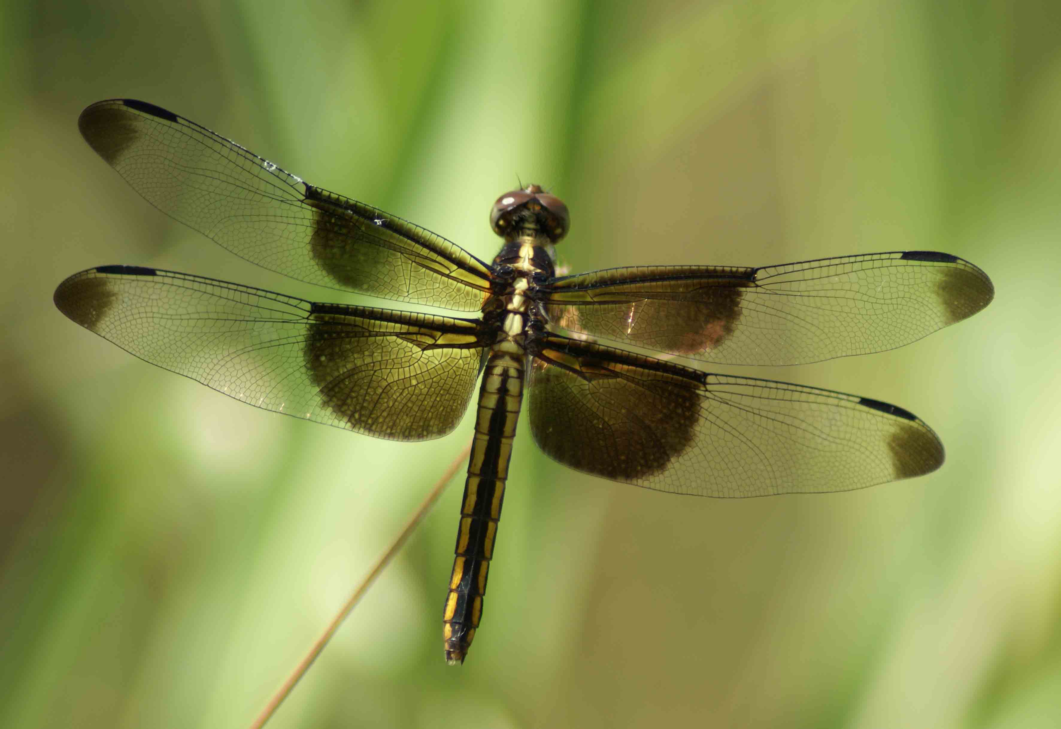 animal, dragonfly, insects HD wallpaper