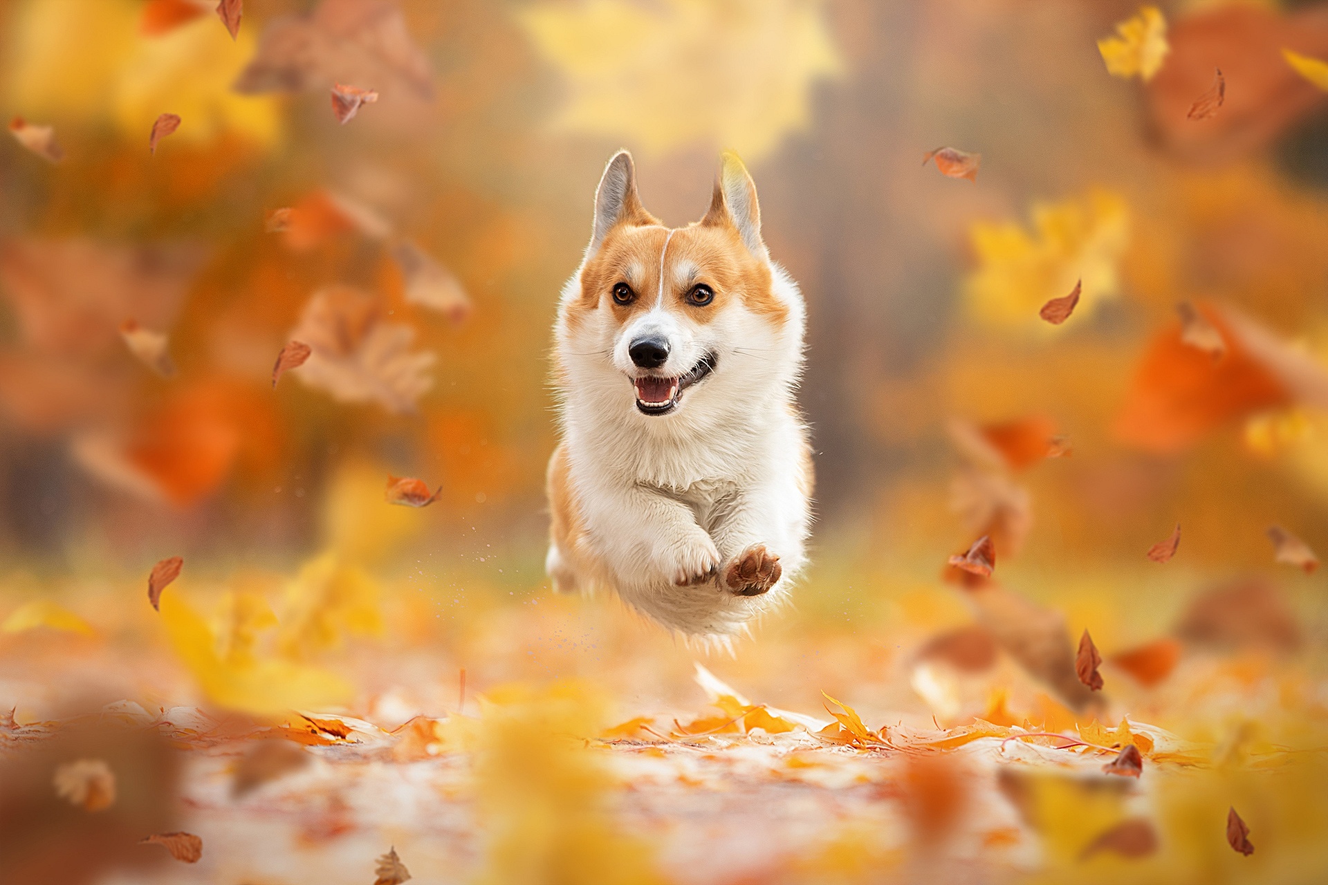 Собака корги осень
