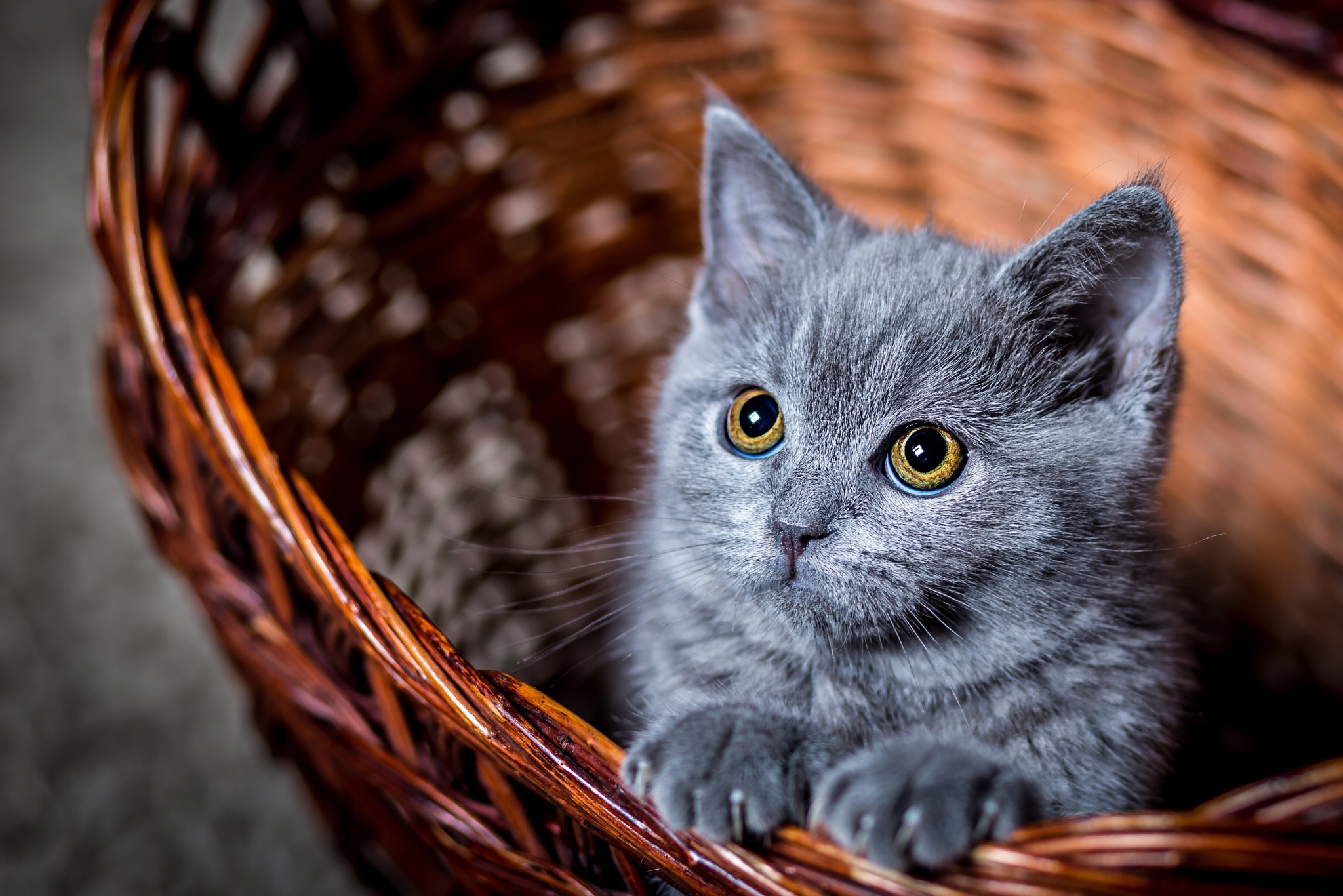 stare, cute, animal, cat, baby animal, basket, kitten, cats wallpapers for tablet