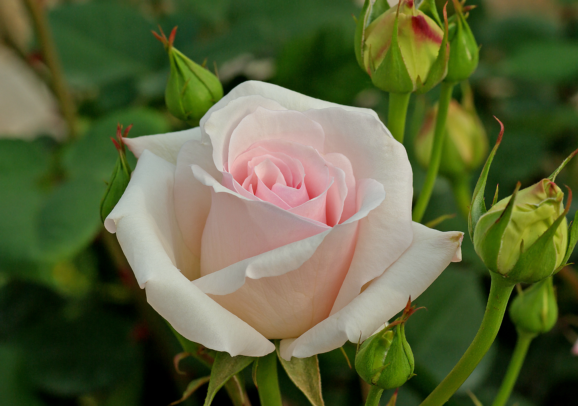 Роза чайно-гибридная Ноблесс