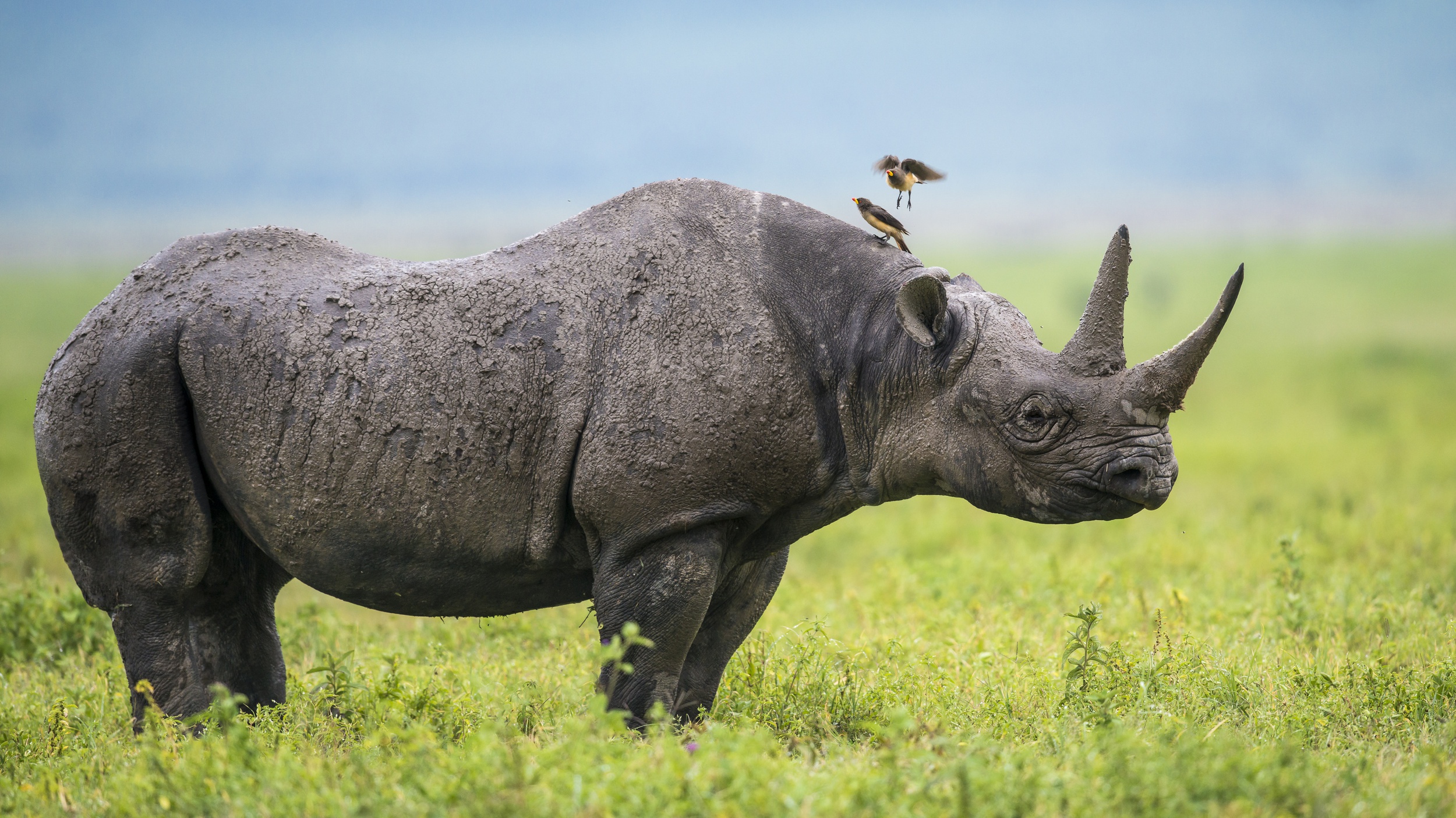 Запажно-Африканский черный носорог