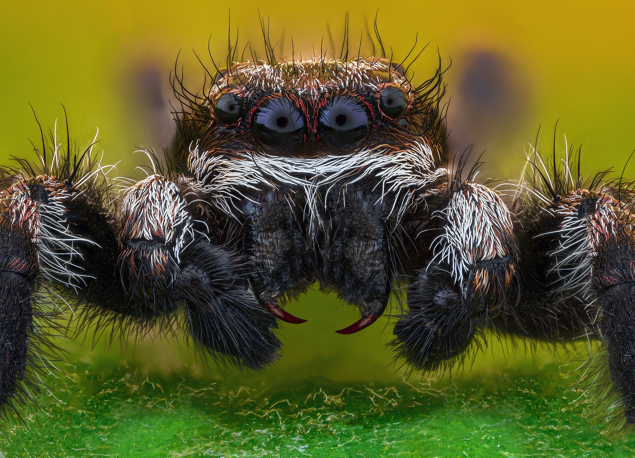 Spider на пк. Багира Киплинга паук. Пауки-скакуны Сибирь. Паук скакунчик глаза. Паук прыгун черный.