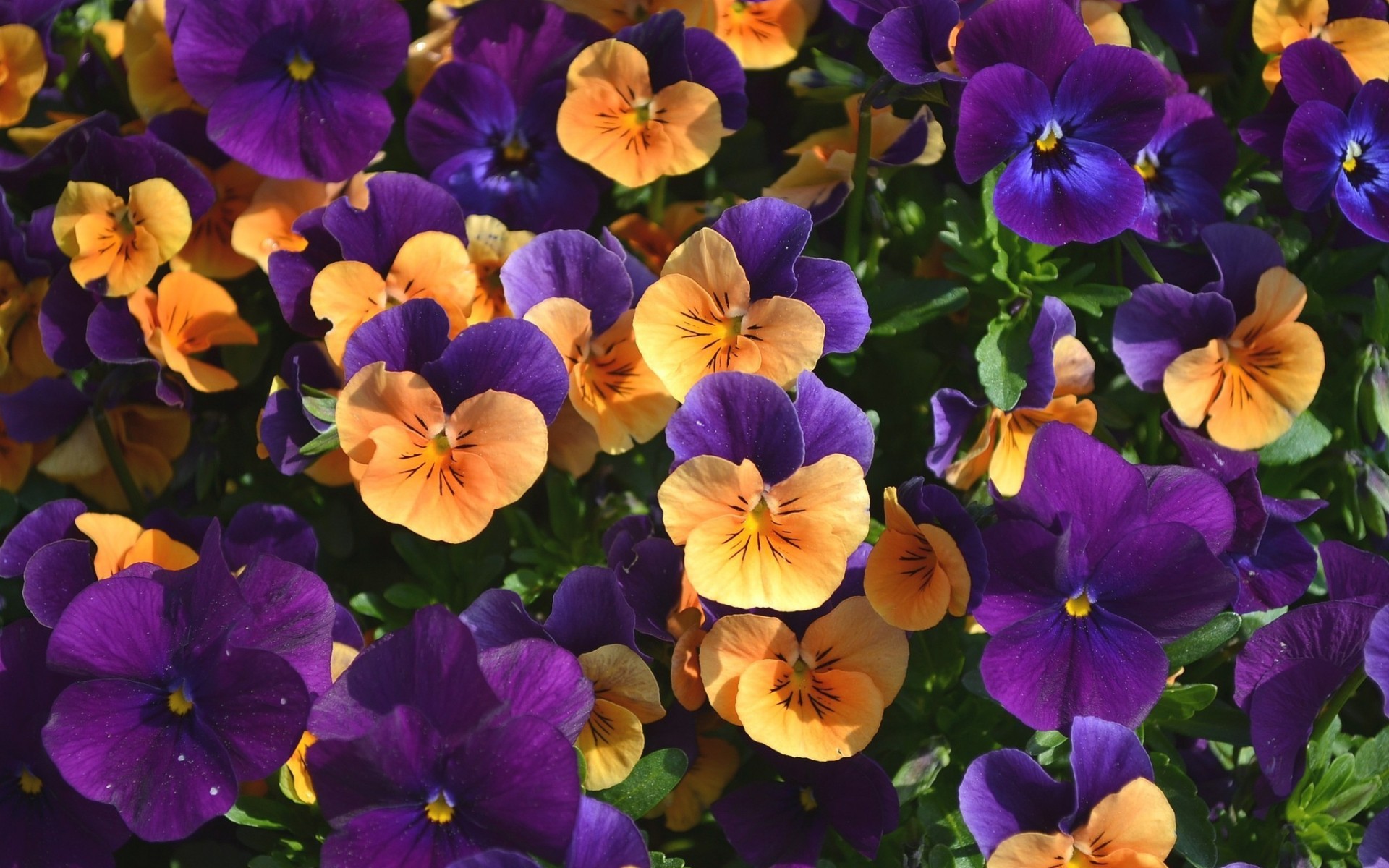 302114 免費下載壁紙 自然, 三色堇, 花, 紫花, 黄花, 花卉 屏保和圖片