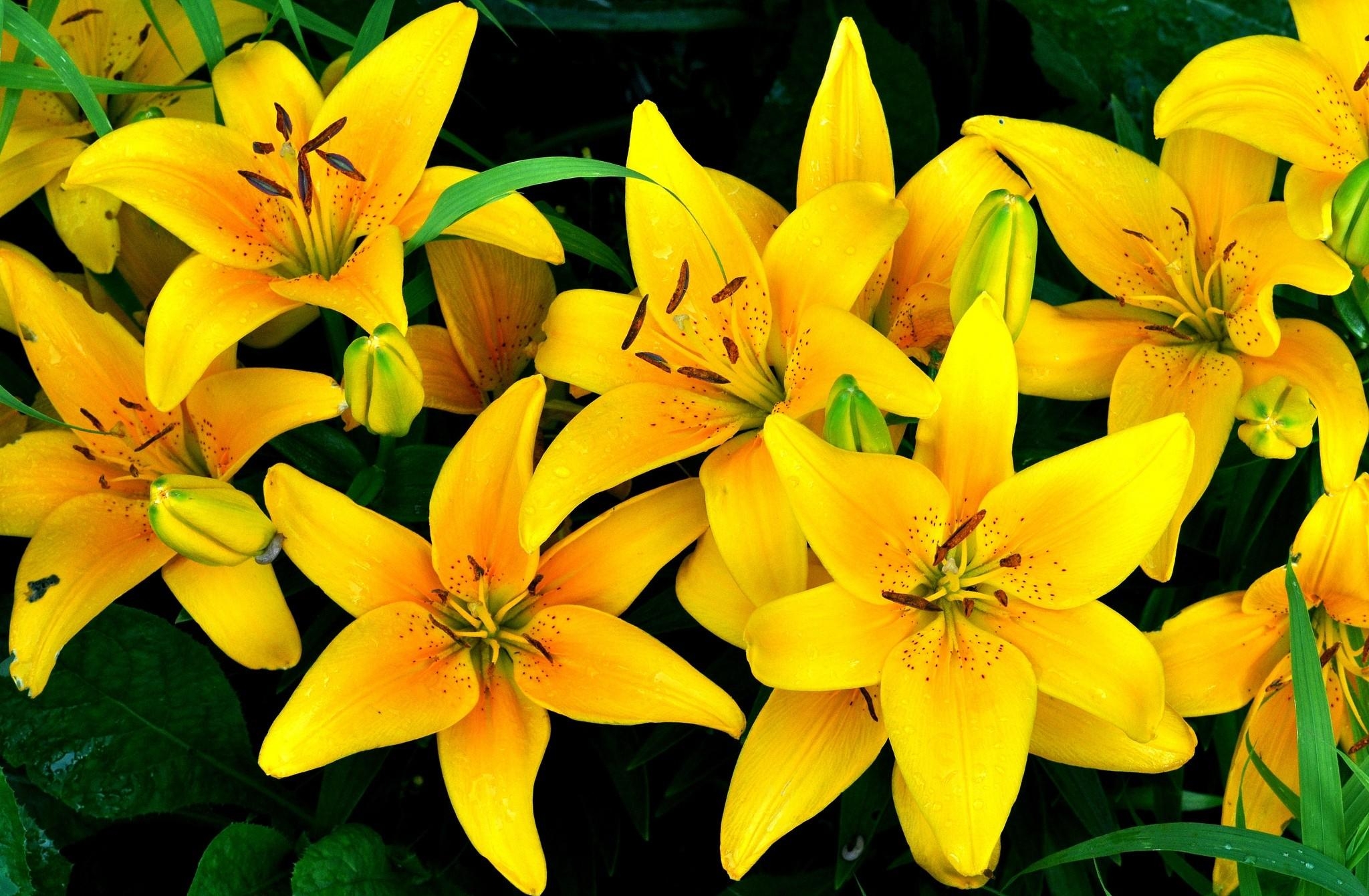 drops, flowers, lilies, yellow, flower bed, flowerbed