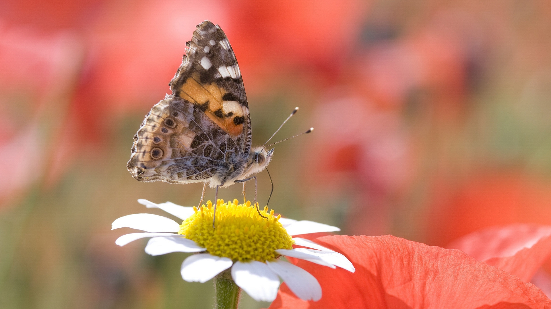 34405 descargar imagen mariposas, insectos: fondos de pantalla y protectores de pantalla gratis