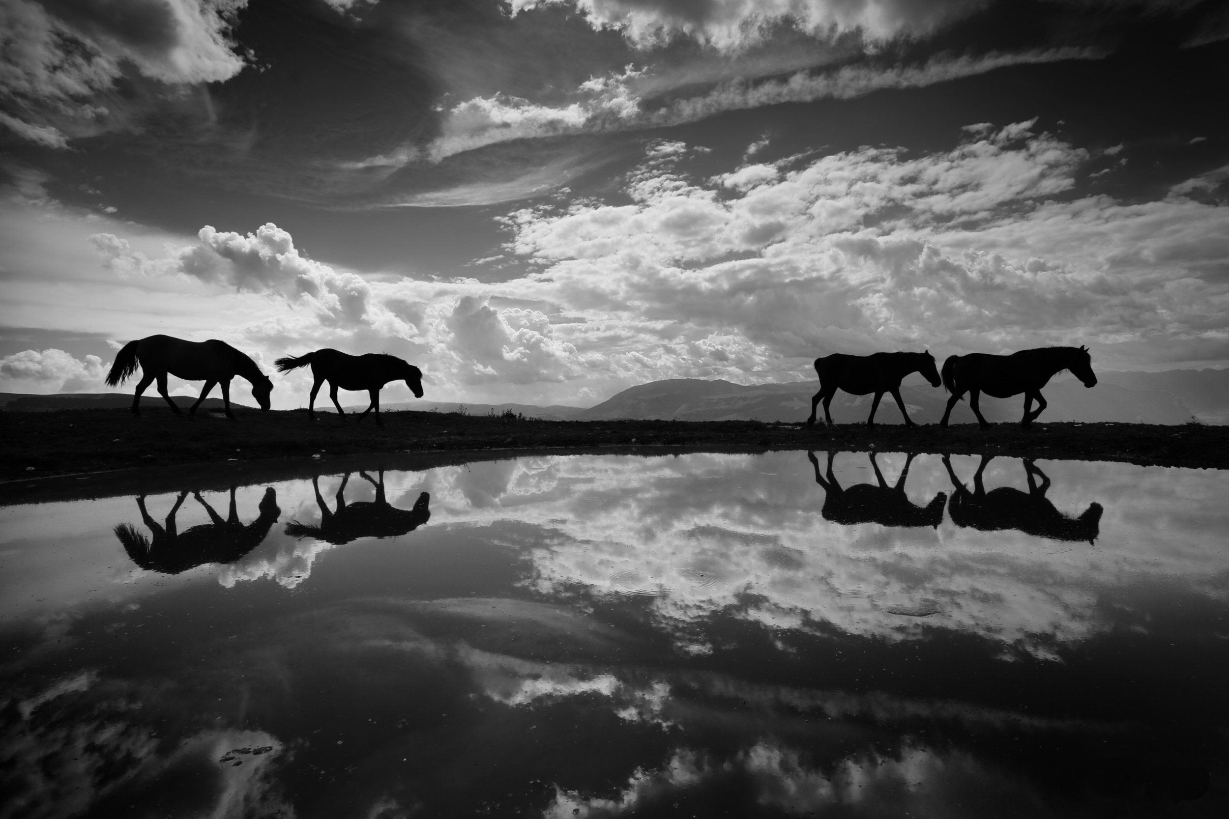 Пейзаж с лошадьми в черно-белом цвете