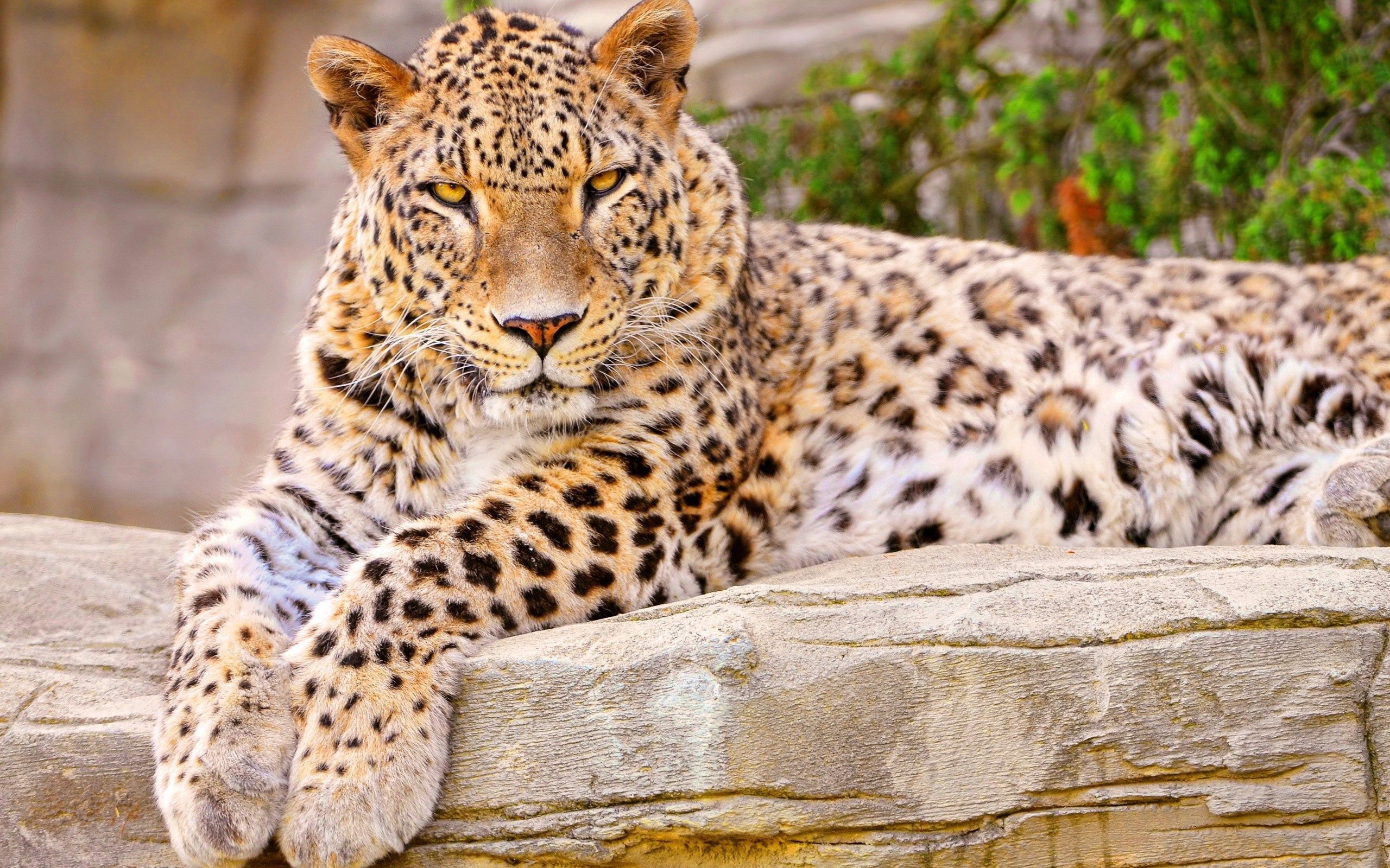 81991 Bild herunterladen tiere, lügen, liegt, leopard, schön, große katze, big cat, zufrieden, inhalt - Hintergrundbilder und Bildschirmschoner kostenlos