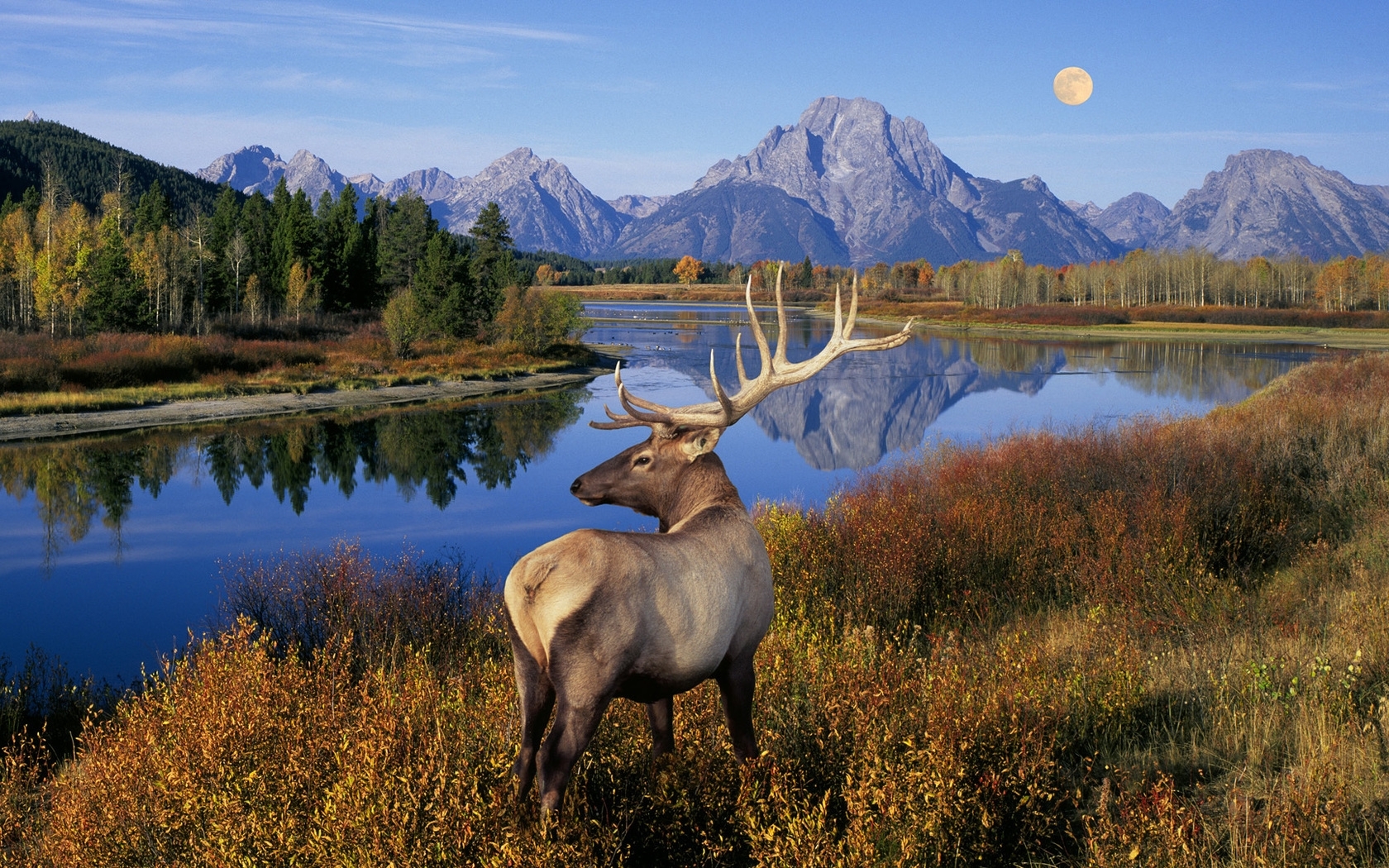 43635 descargar fondo de pantalla paisaje, animales, naturaleza, ciervos: protectores de pantalla e imágenes gratis