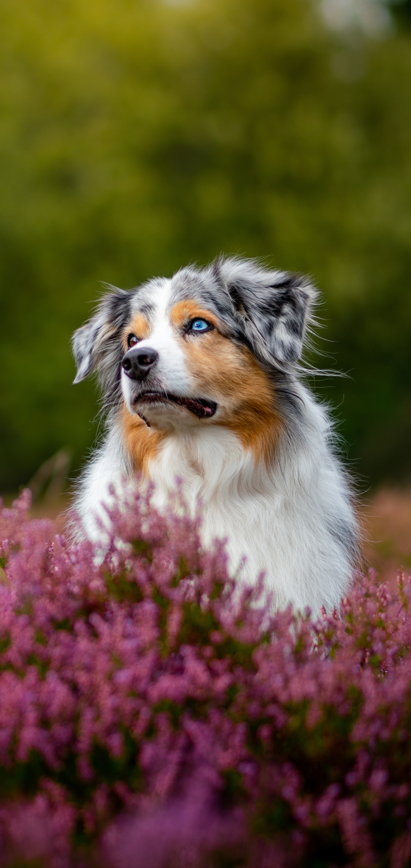 1166340 descargar imagen animales, pastor australiano, flor, perro, brezo, perros: fondos de pantalla y protectores de pantalla gratis