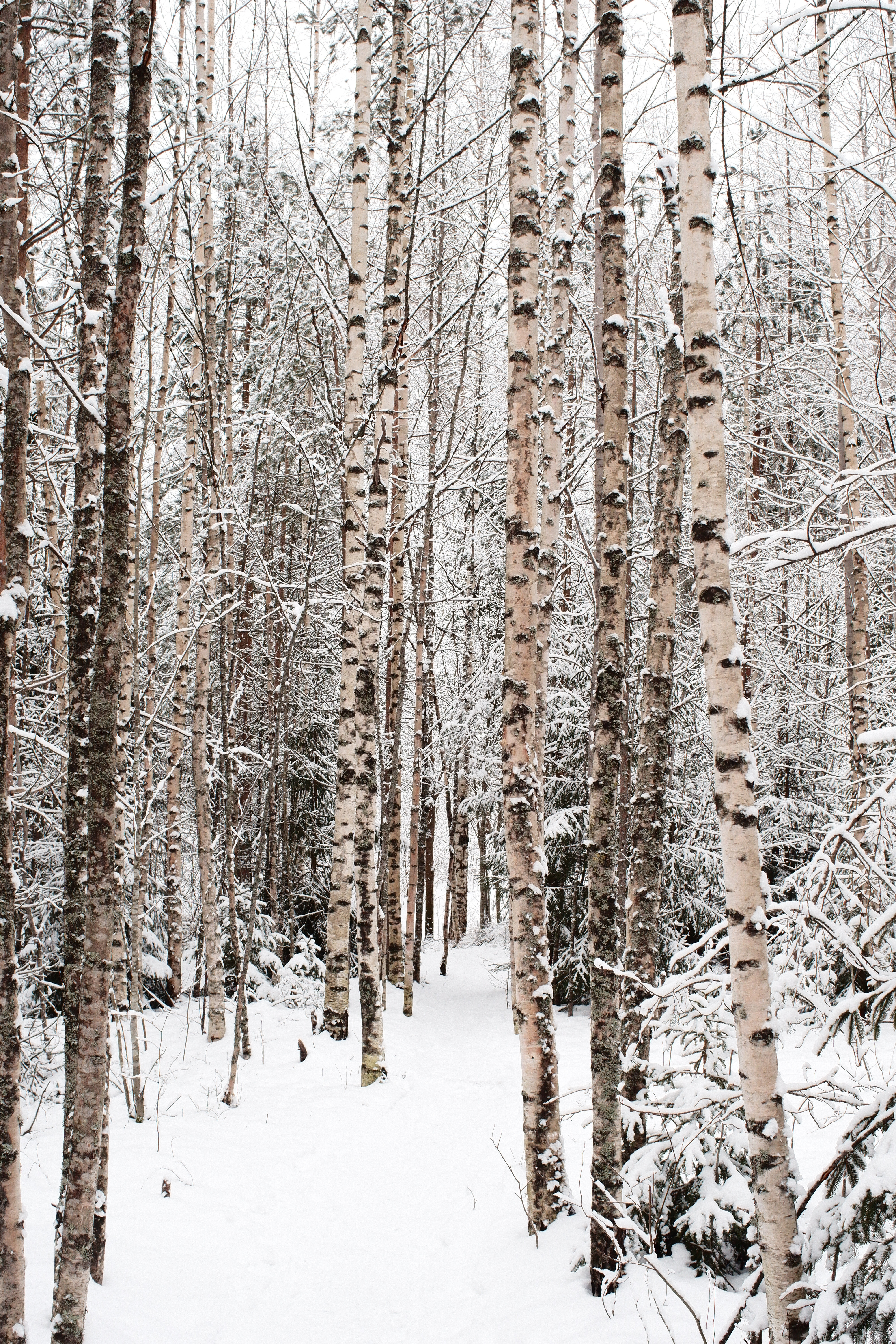 winter, nature, trees, snow, birches, forest phone wallpaper