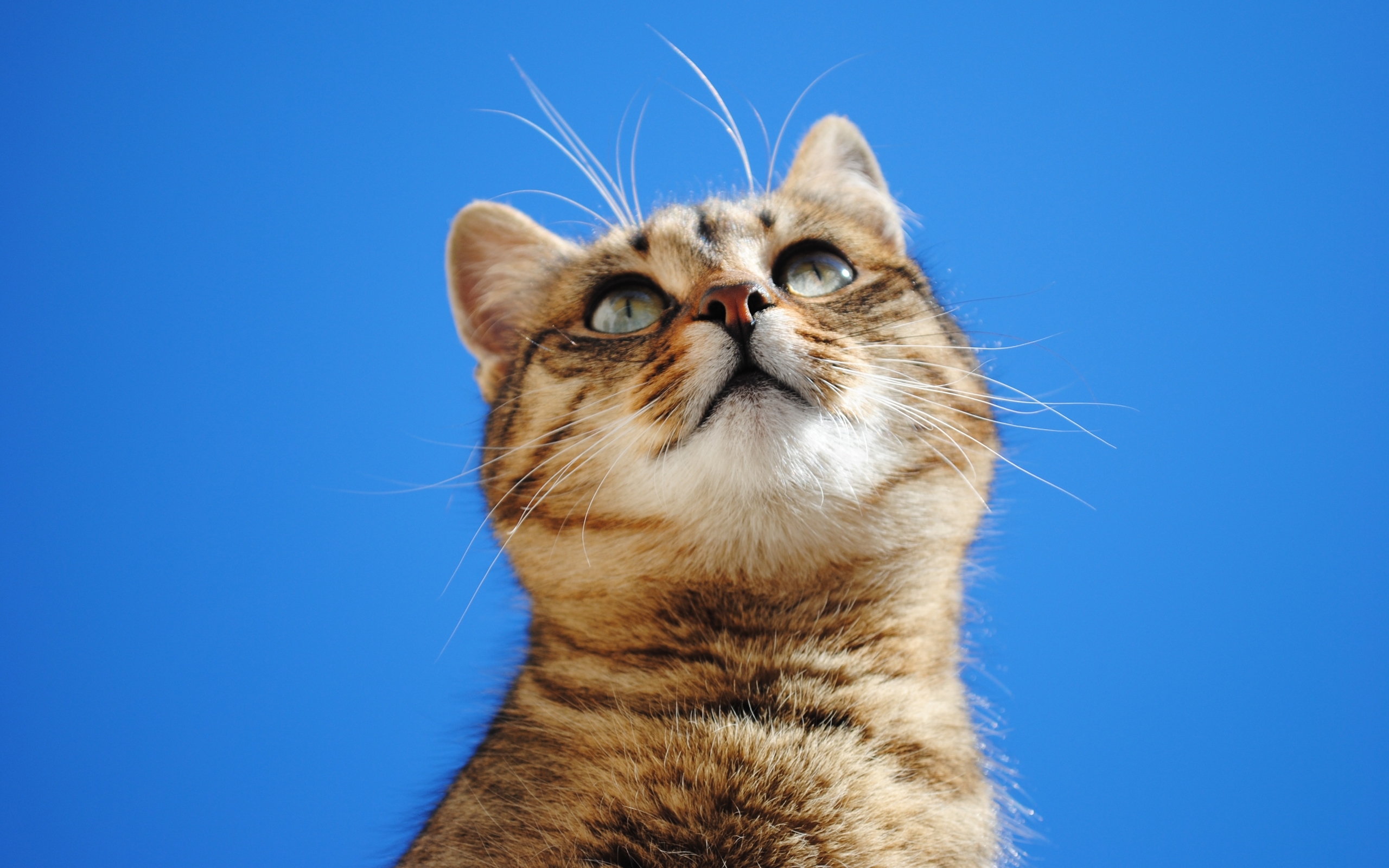Handy-Wallpaper Tiere, Katzen kostenlos herunterladen.