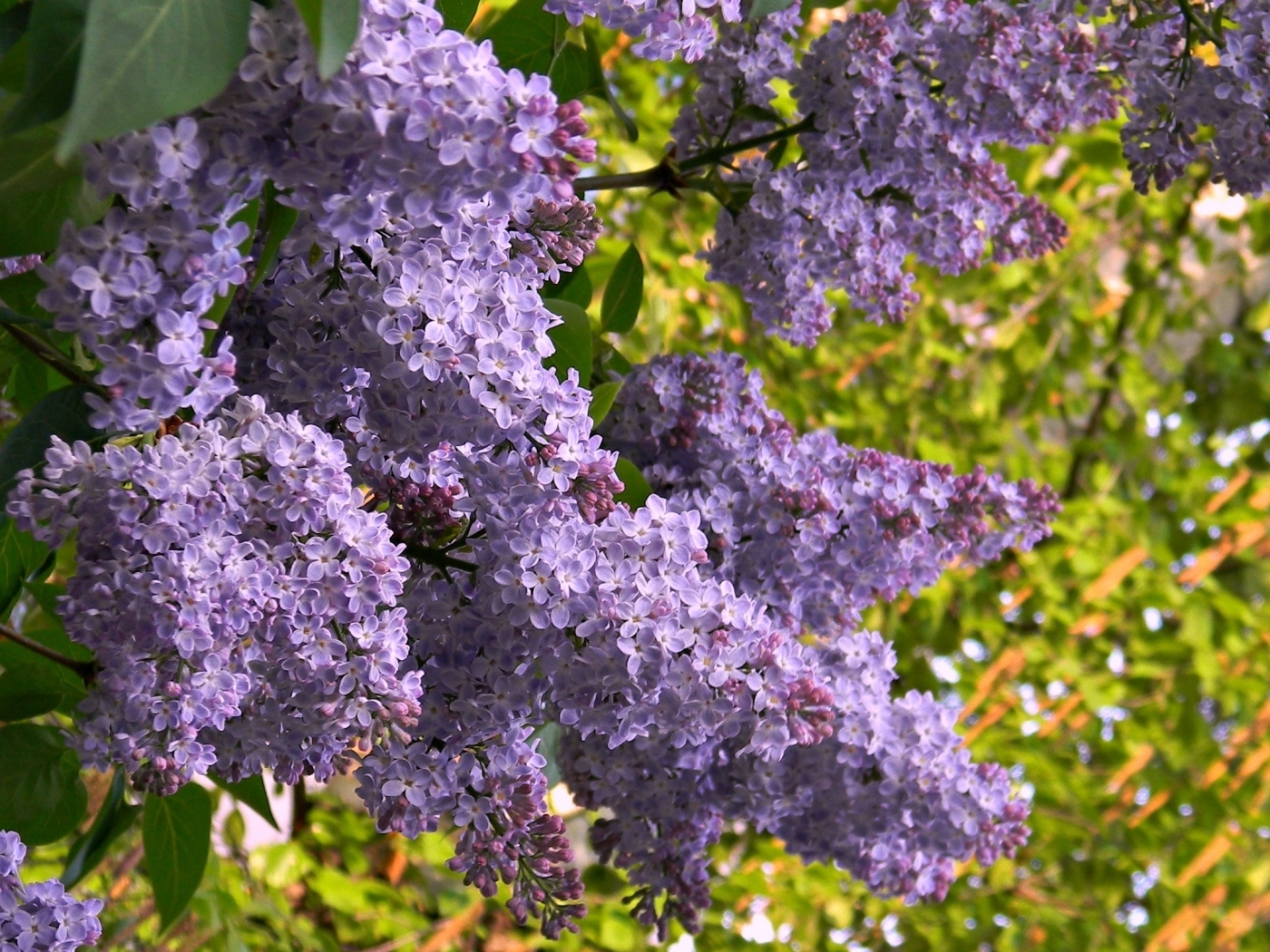 Free download wallpaper Plants, Flowers, Lilac, Violet on your PC desktop