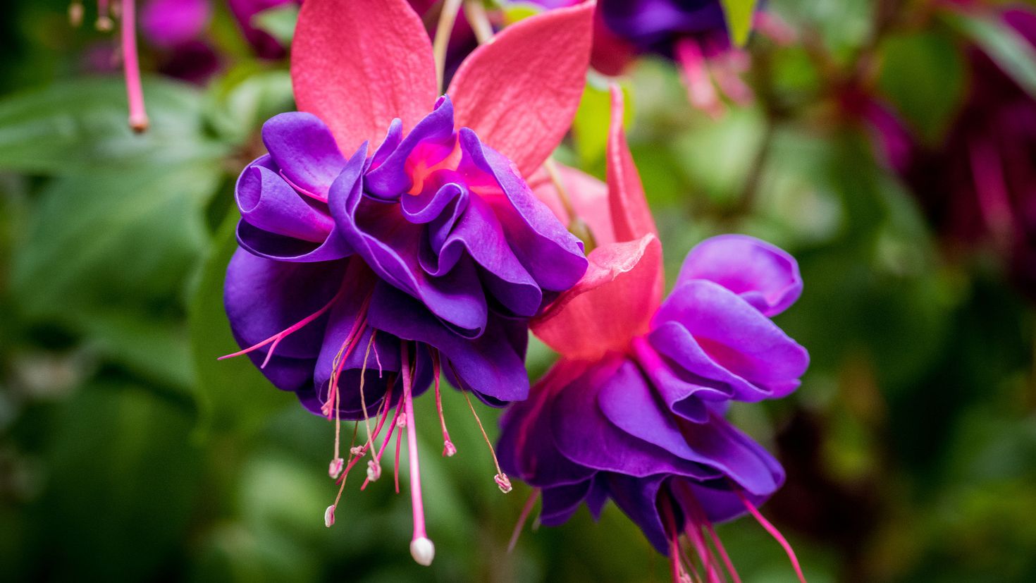 Цвет фуксия фото. Фуксия Марбеллер Дабл маджента Пурпл. Фуксия Marbeller Double Magenta-Purple. Фуксия Пинк галоре. Фуксия Fuchsia.