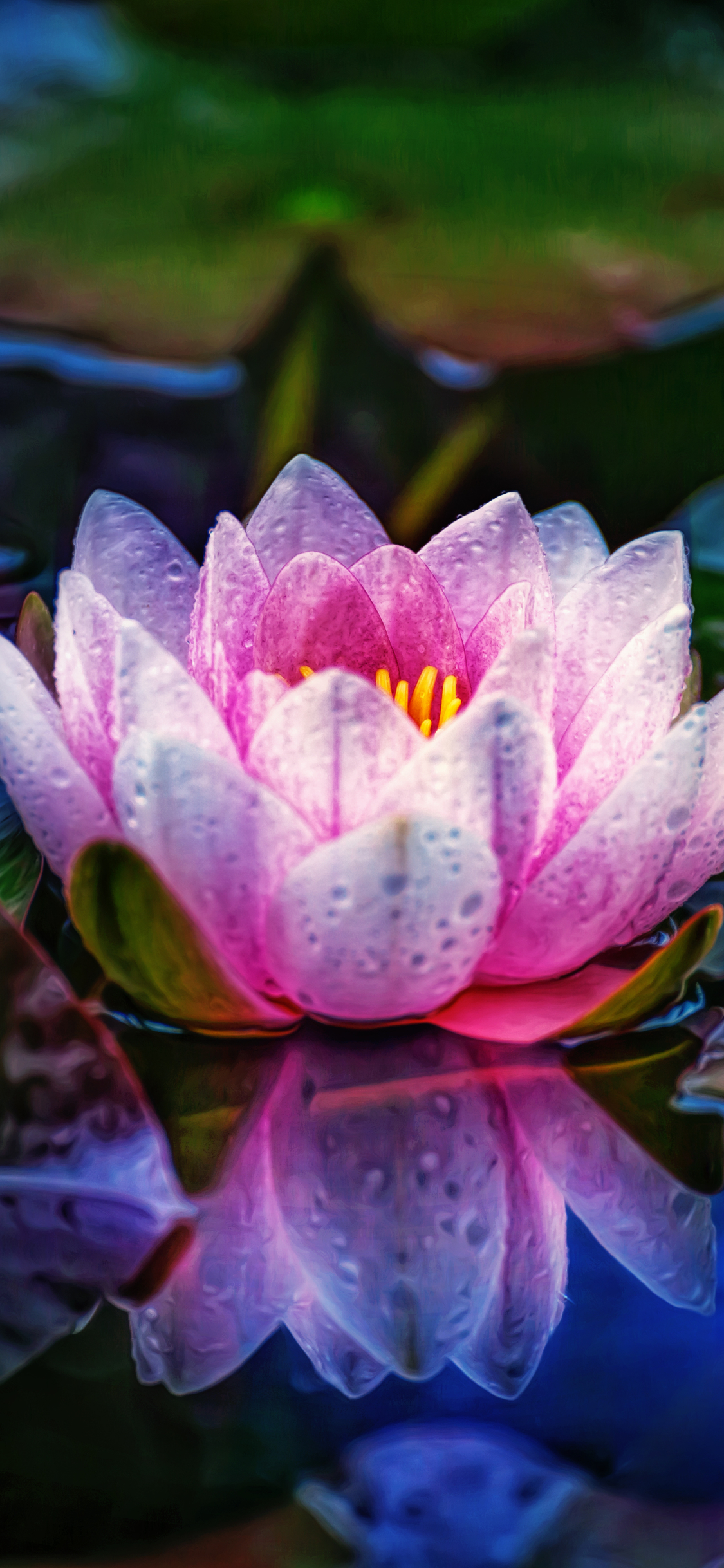 100 Water Lily Wallpapers  Wallpaperscom