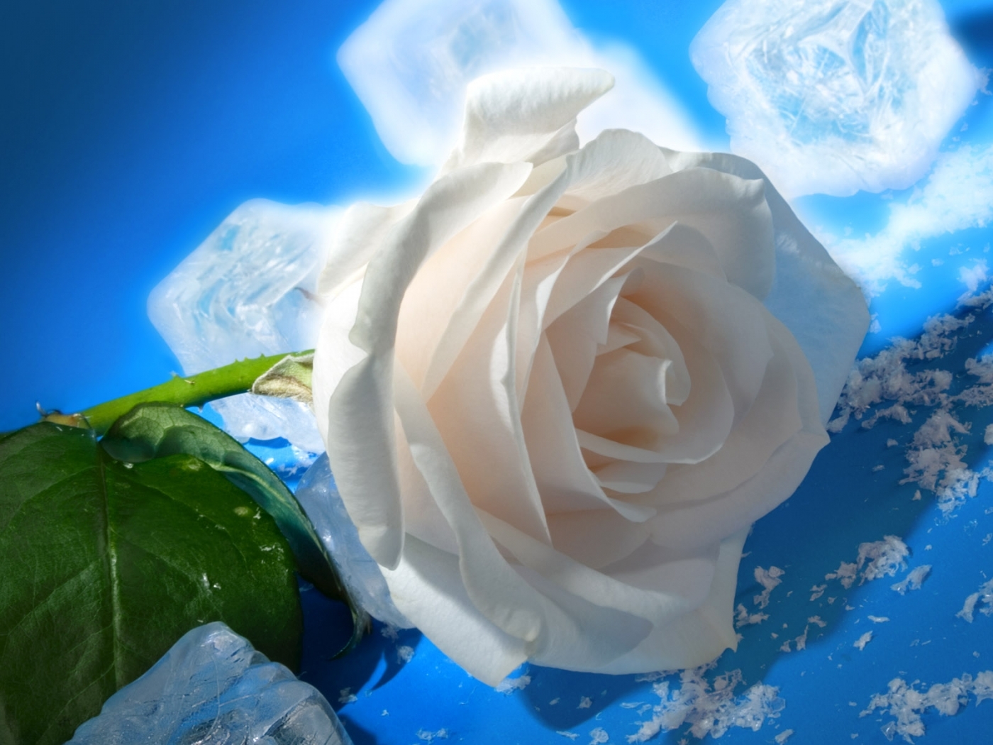 Laden Sie das Eis, Pflanzen, Roses, Blumen-Bild kostenlos auf Ihren PC-Desktop herunter