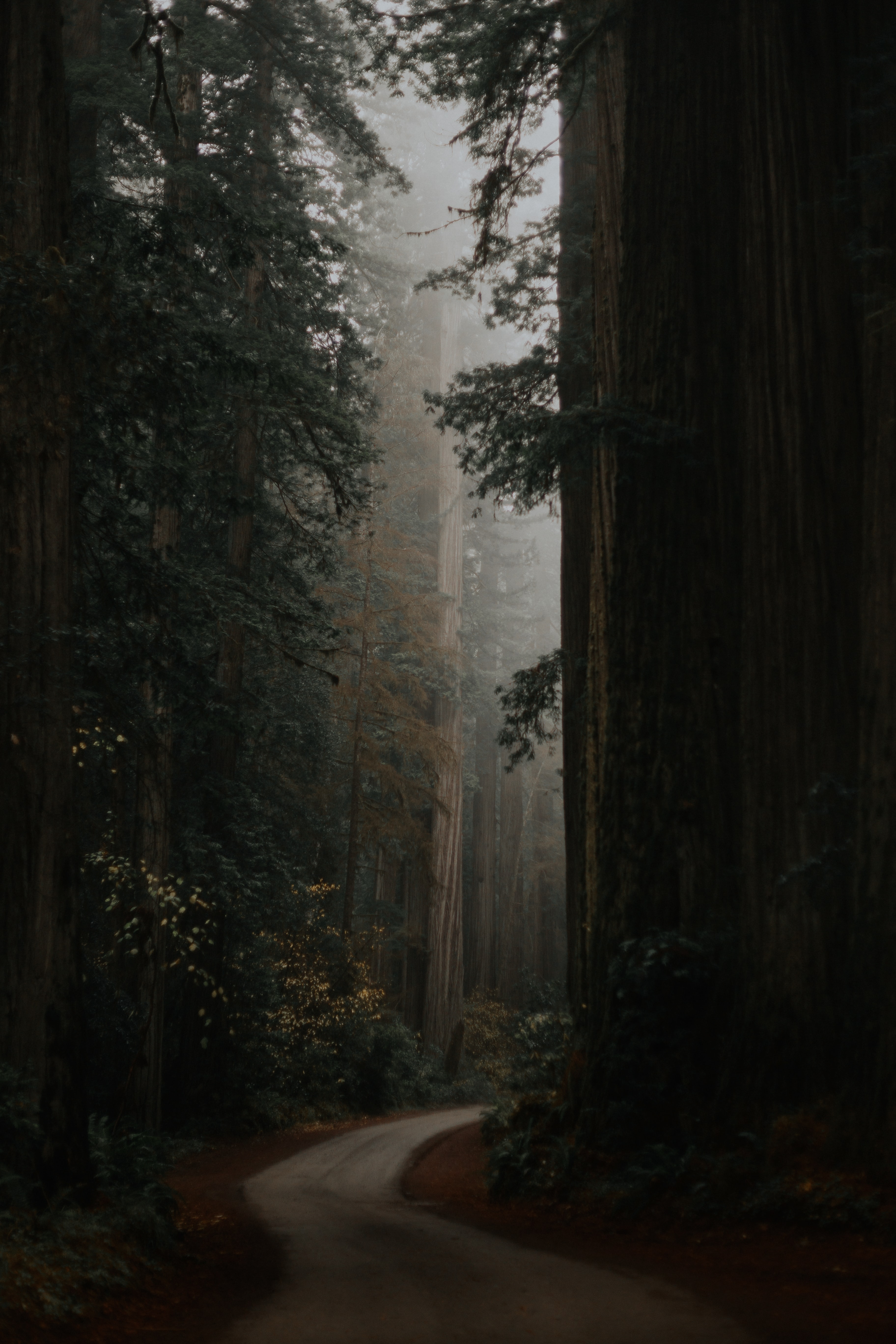Download mobile wallpaper Trees, Forest, Alley, Road, Nature for free.