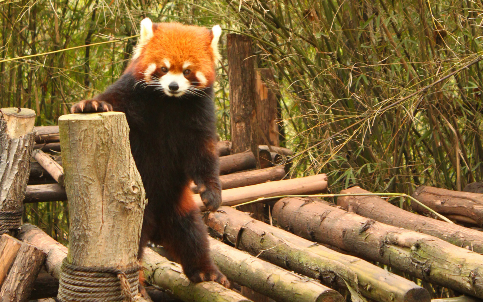 37052 Hintergrundbild herunterladen tiere, pandas - Bildschirmschoner und Bilder kostenlos