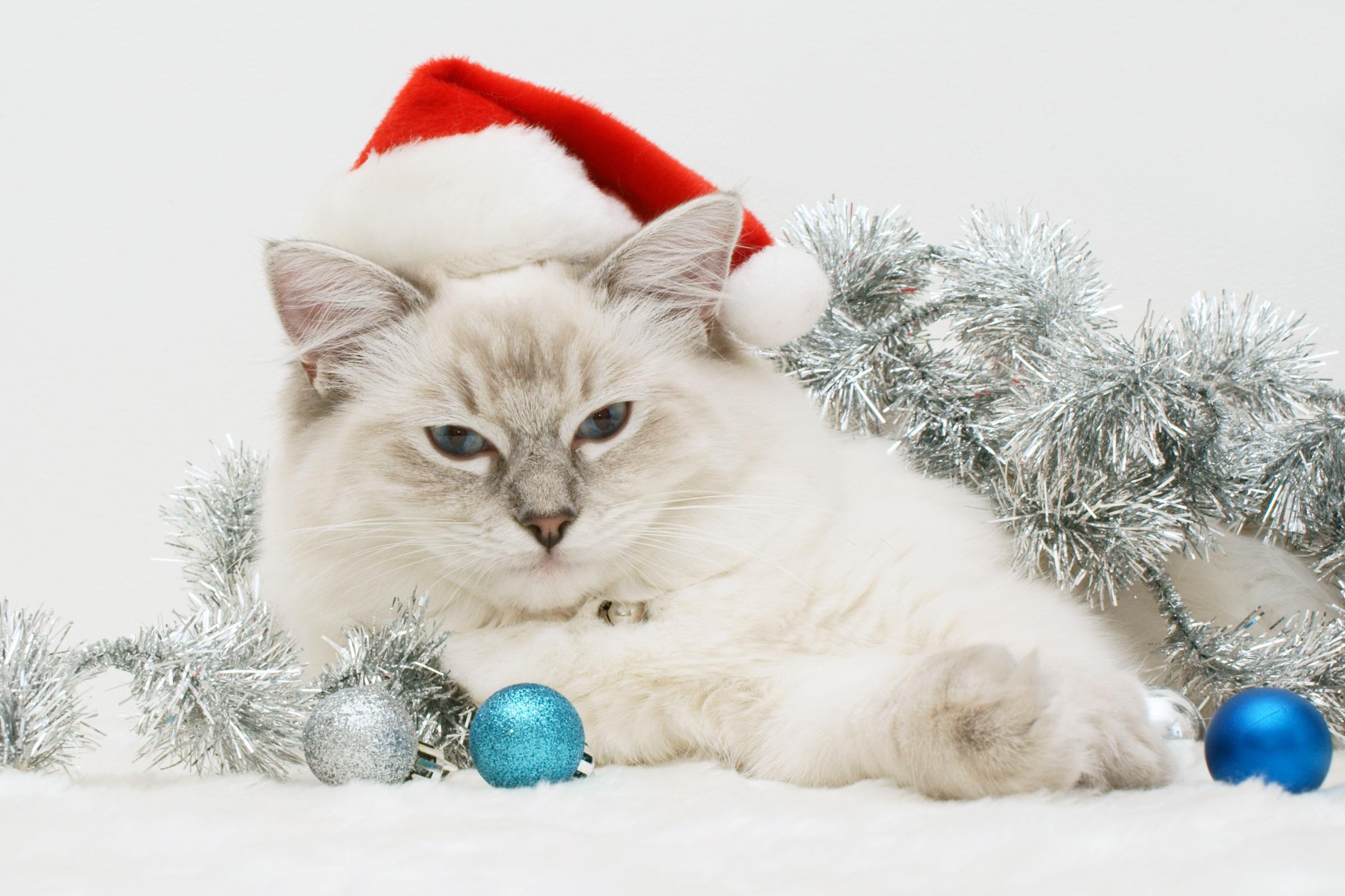 Handy-Wallpaper Feiertage, Tiere, Neujahr, Katzen, Weihnachten kostenlos herunterladen.
