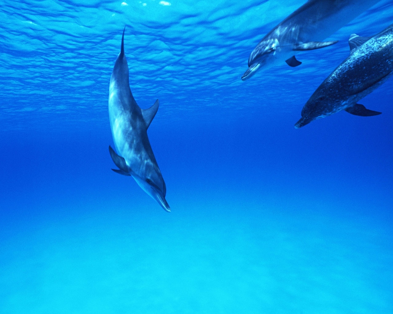 免费下载海, 动物, 水, 海豚, 鱼手机壁纸。