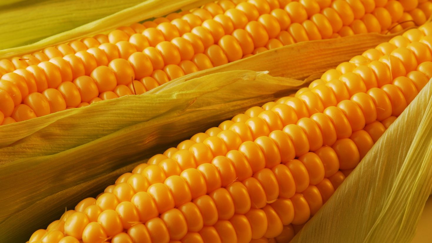 Corn. Семена кукурузы Краснодарский 291. Семена кукуруза попкорн. Пионер семена кукурузы р0937. Сорт кукурузы Росс 140 св.