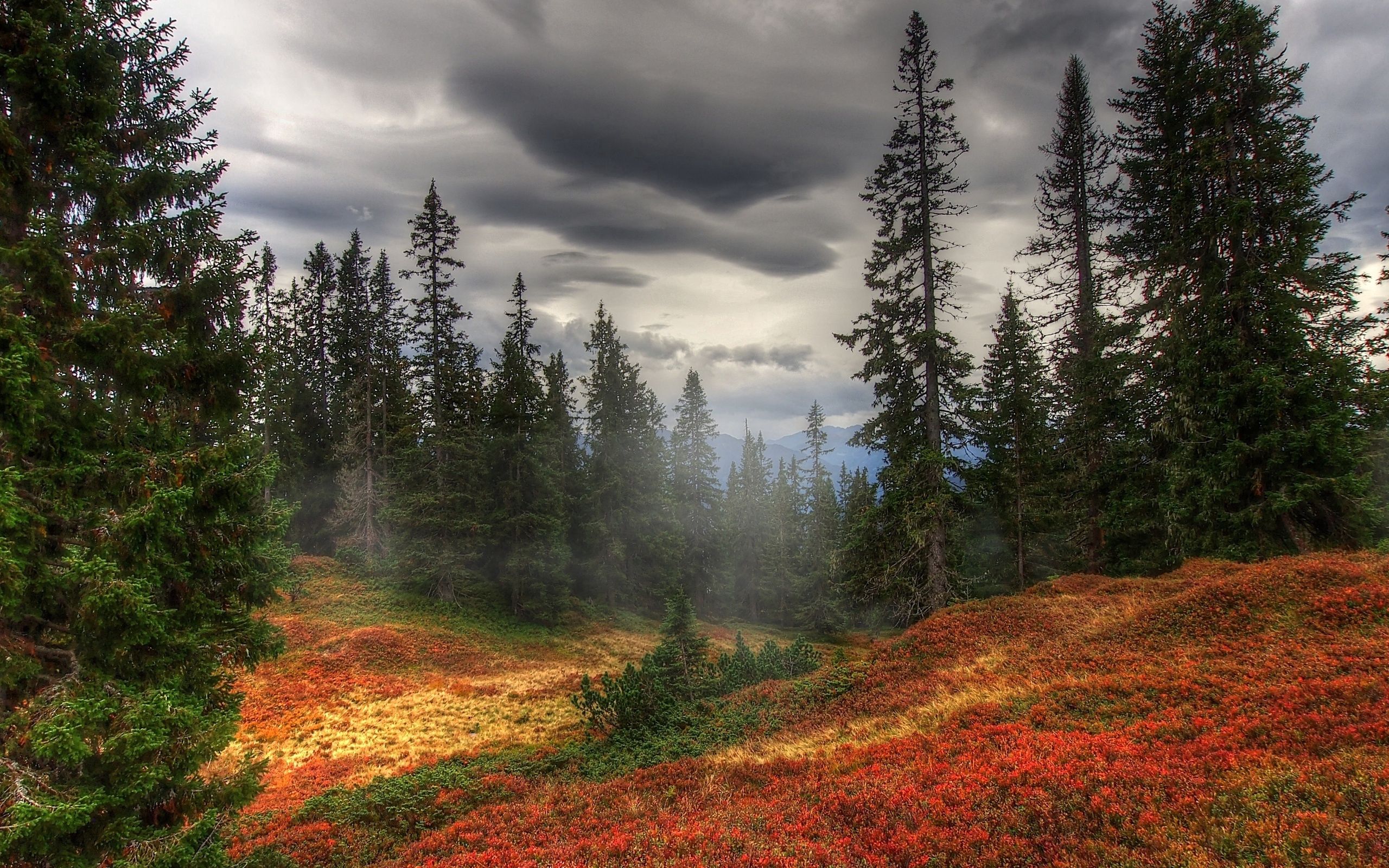 Laden Sie das Herbst, Nebel, Bäume, Wald, Natur-Bild kostenlos auf Ihren PC-Desktop herunter