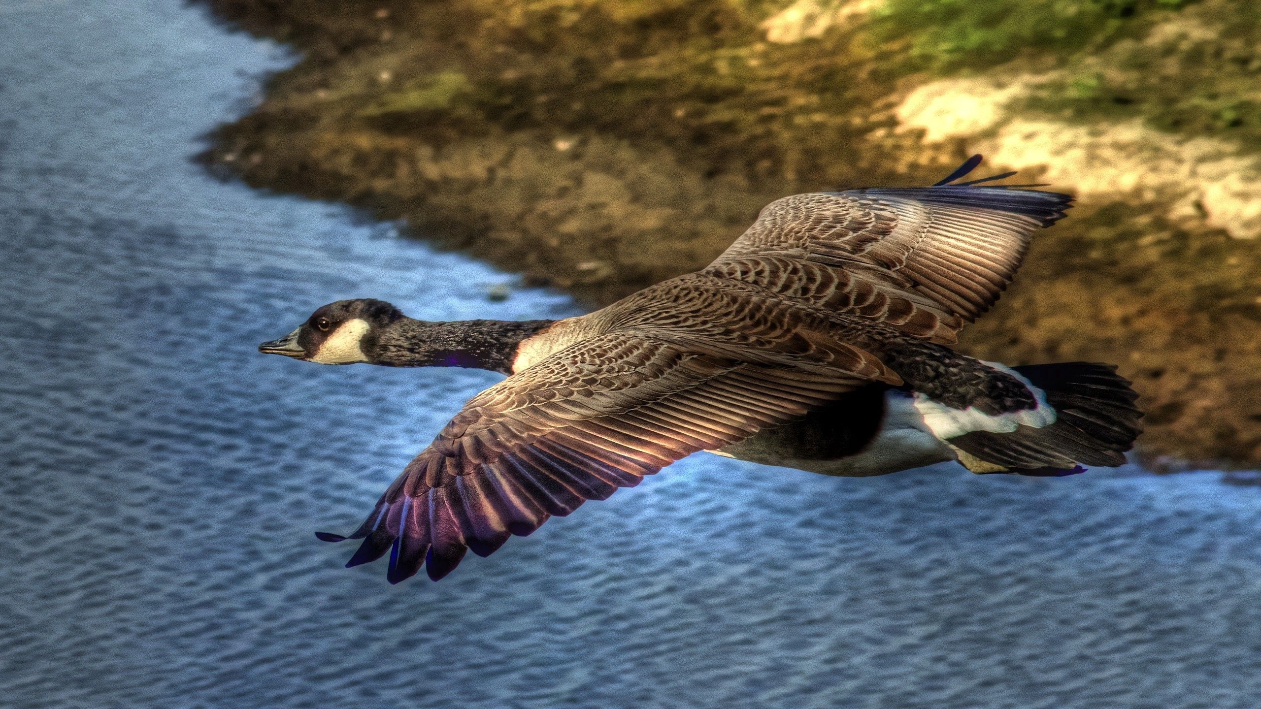 animals, water, bird, flight, duck, wild lock screen backgrounds
