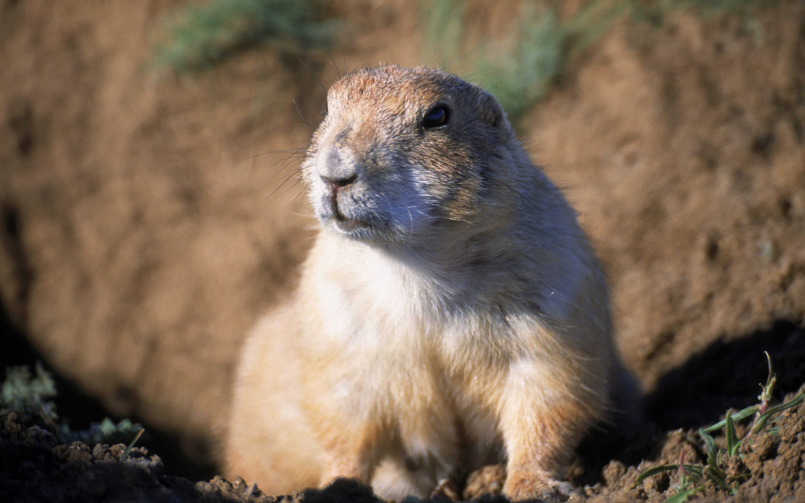 animal, gopher wallpapers for tablet