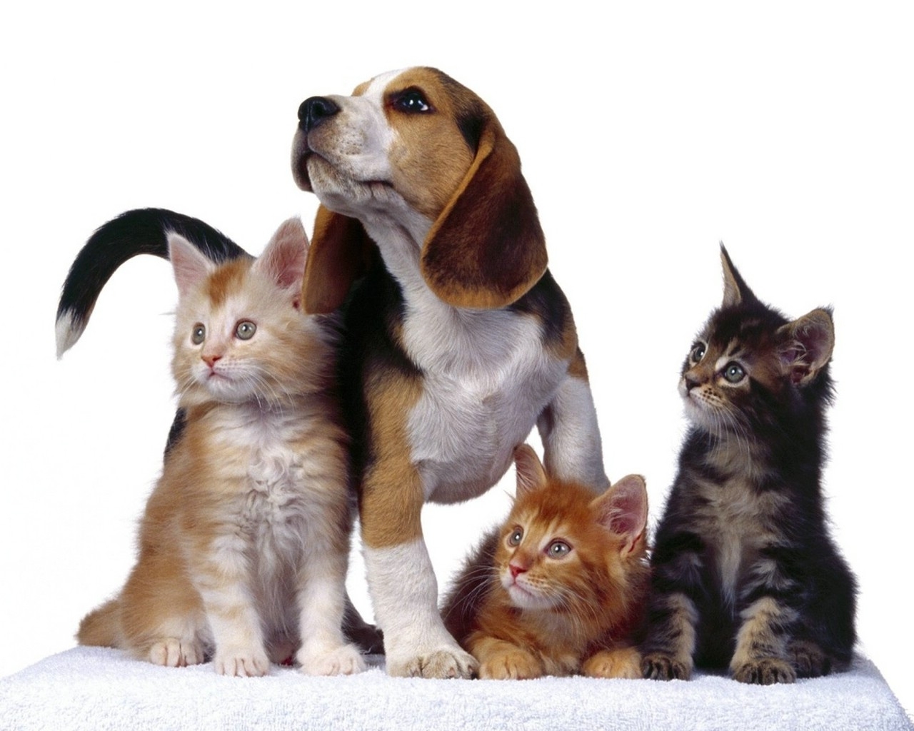 Скачать картинку Животные, Кошки (Коты Котики), Собаки в телефон бесплатно.