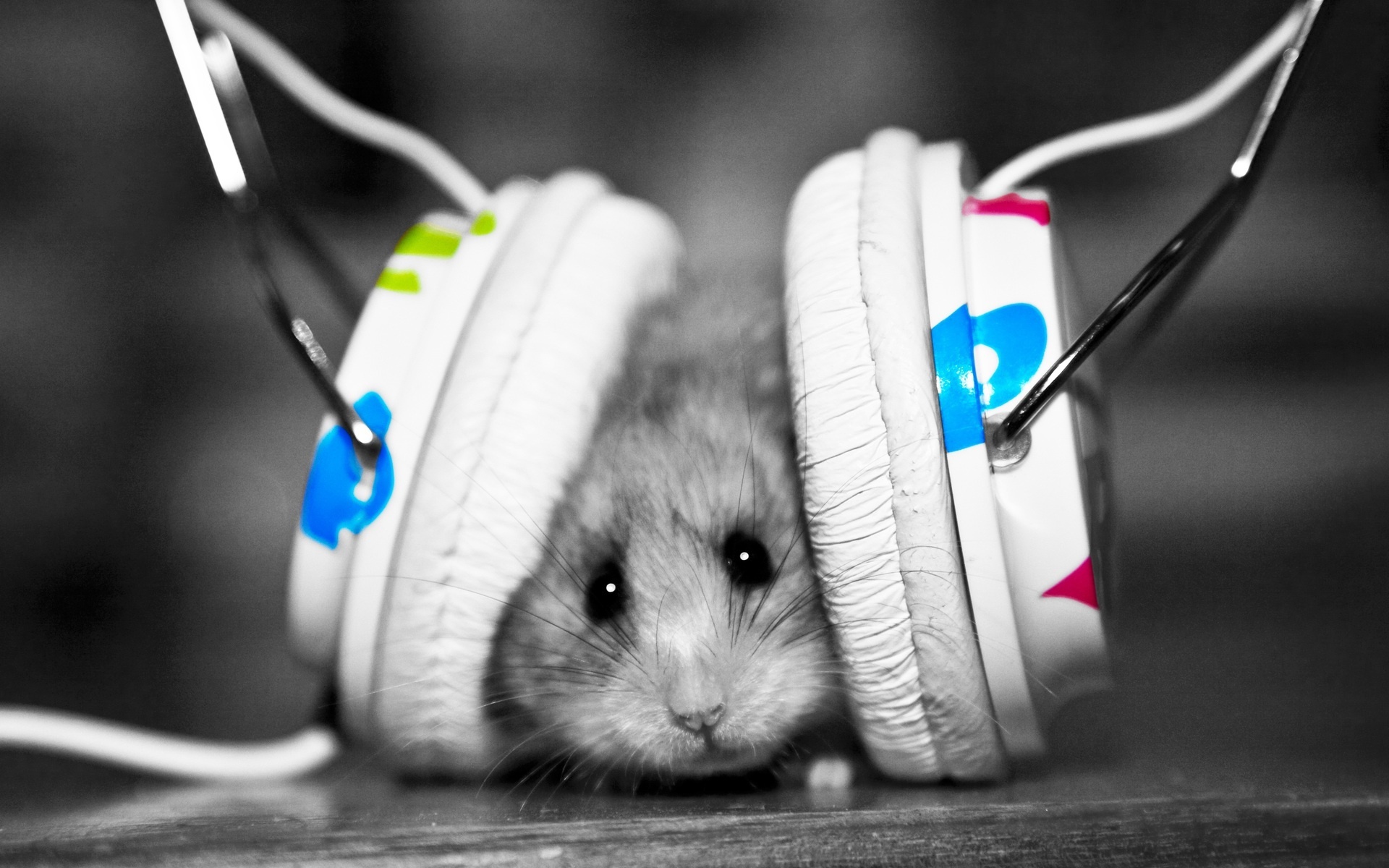 animals, hamsters, headphones, gray