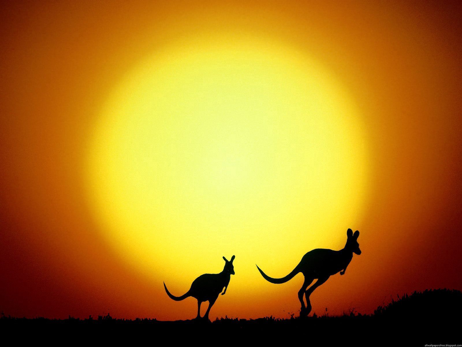 australia, sunset, evening, nature, kangaroo, silhouettes