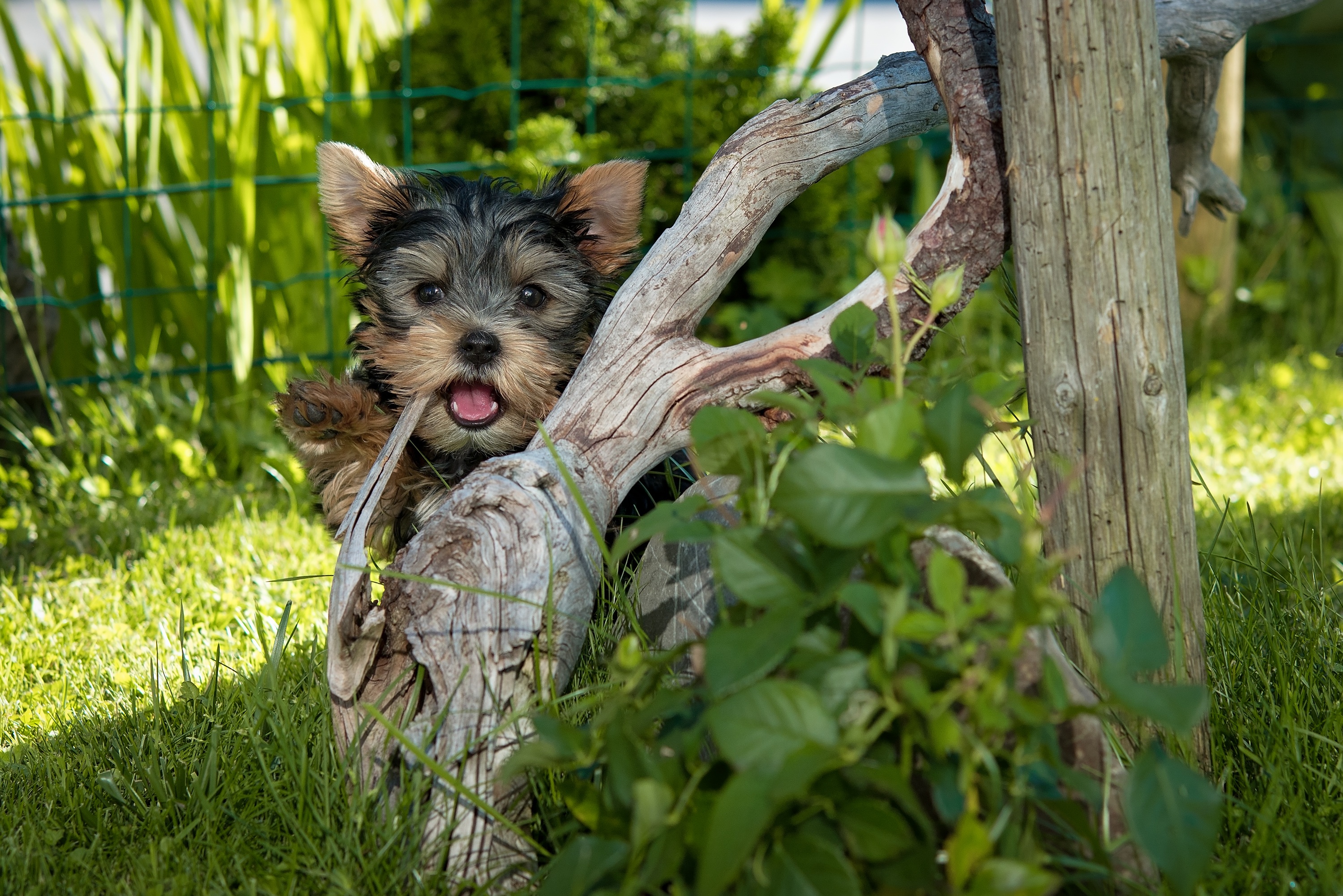 Handy-Wallpaper Baum, Yorkshire Terrier, Grass, Holz, Hund, Tiere kostenlos herunterladen.