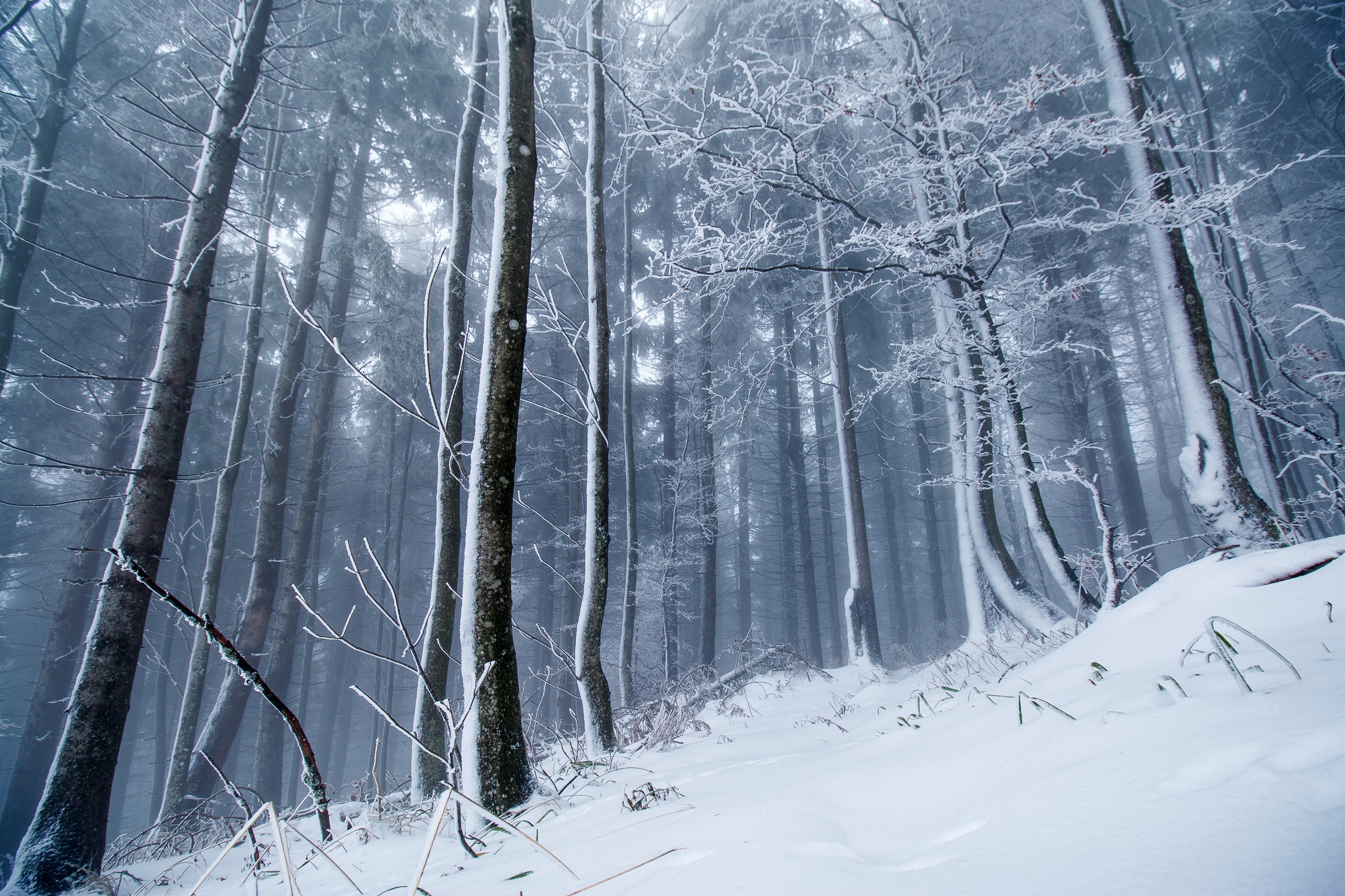 Мрачный лес зимой