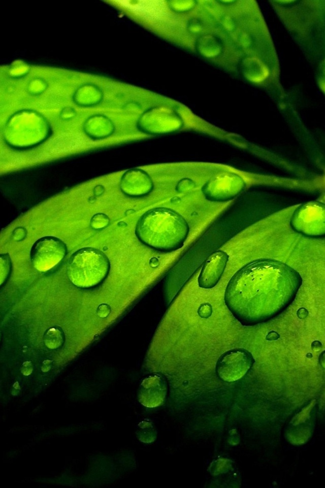 1296762 free download Green wallpapers for phone,  Green images and screensavers for mobile